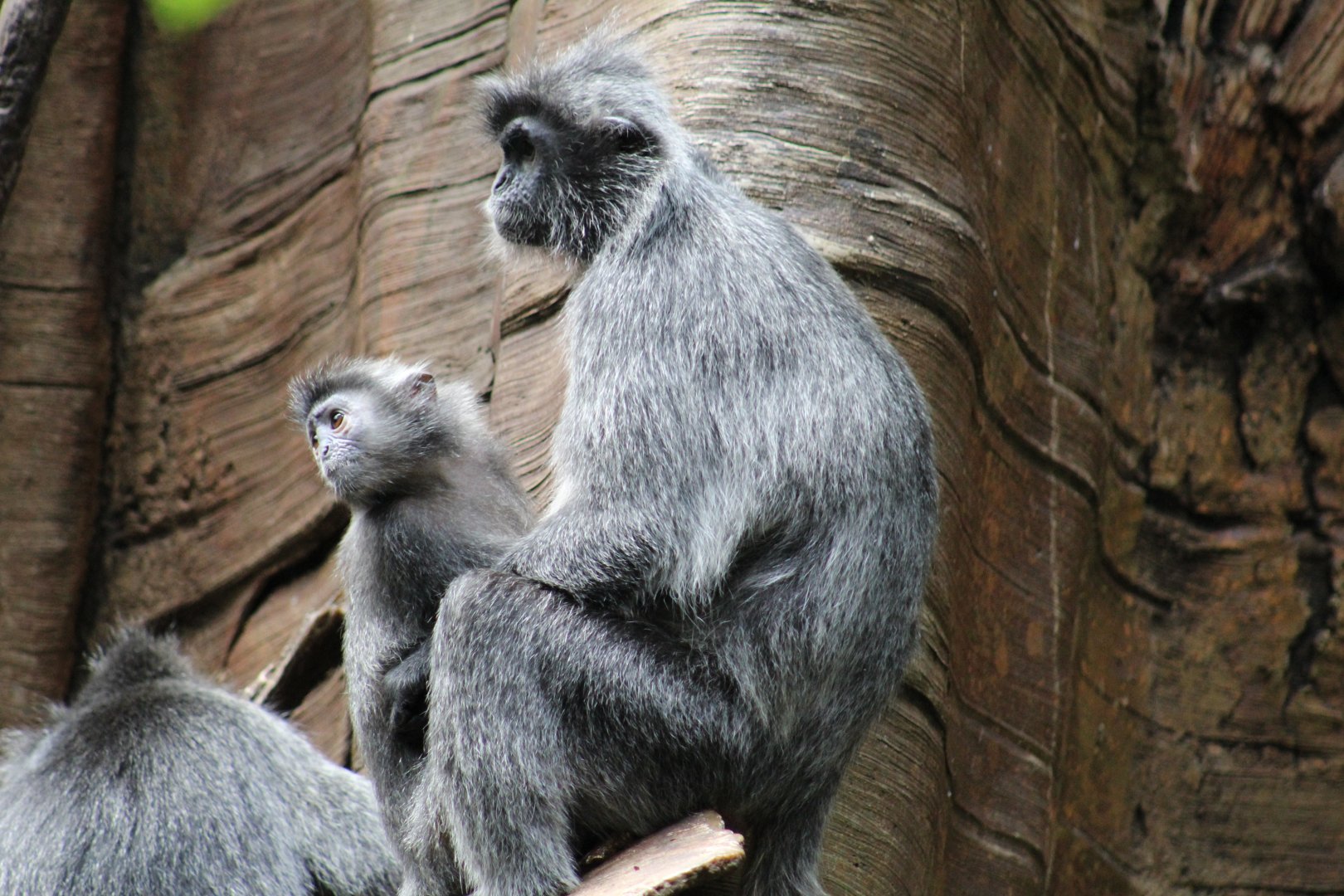 Silvered Leaf Monkey Infant