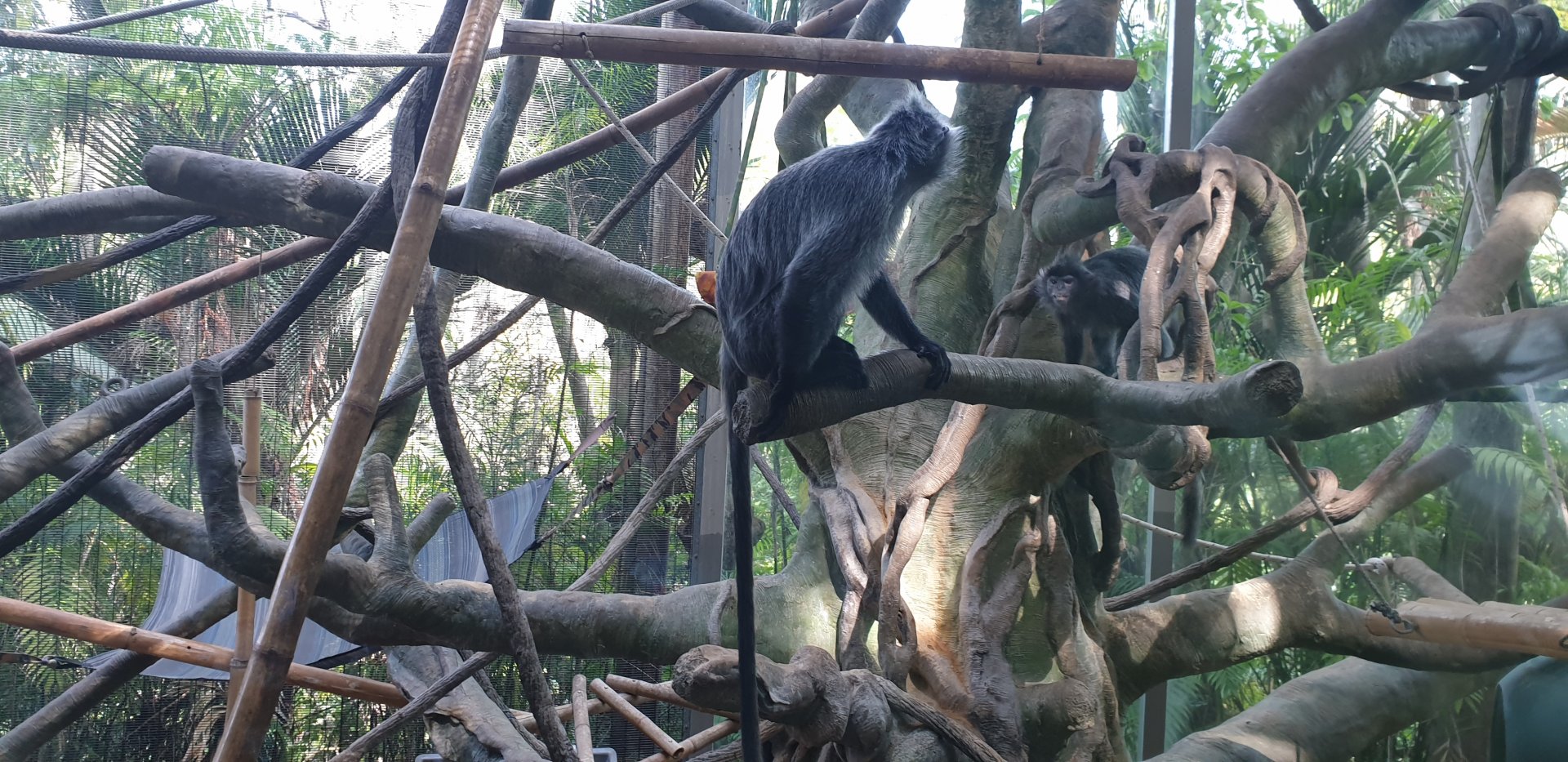 Silvered Leaf Monkey, Lost Forest