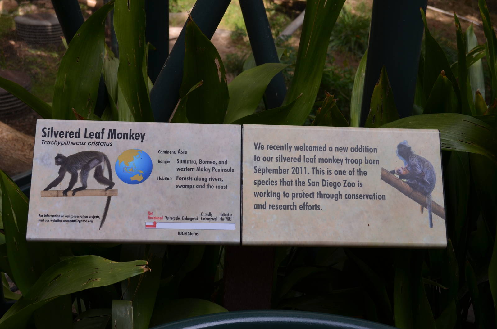 Silvered Leaf Monkey Signage