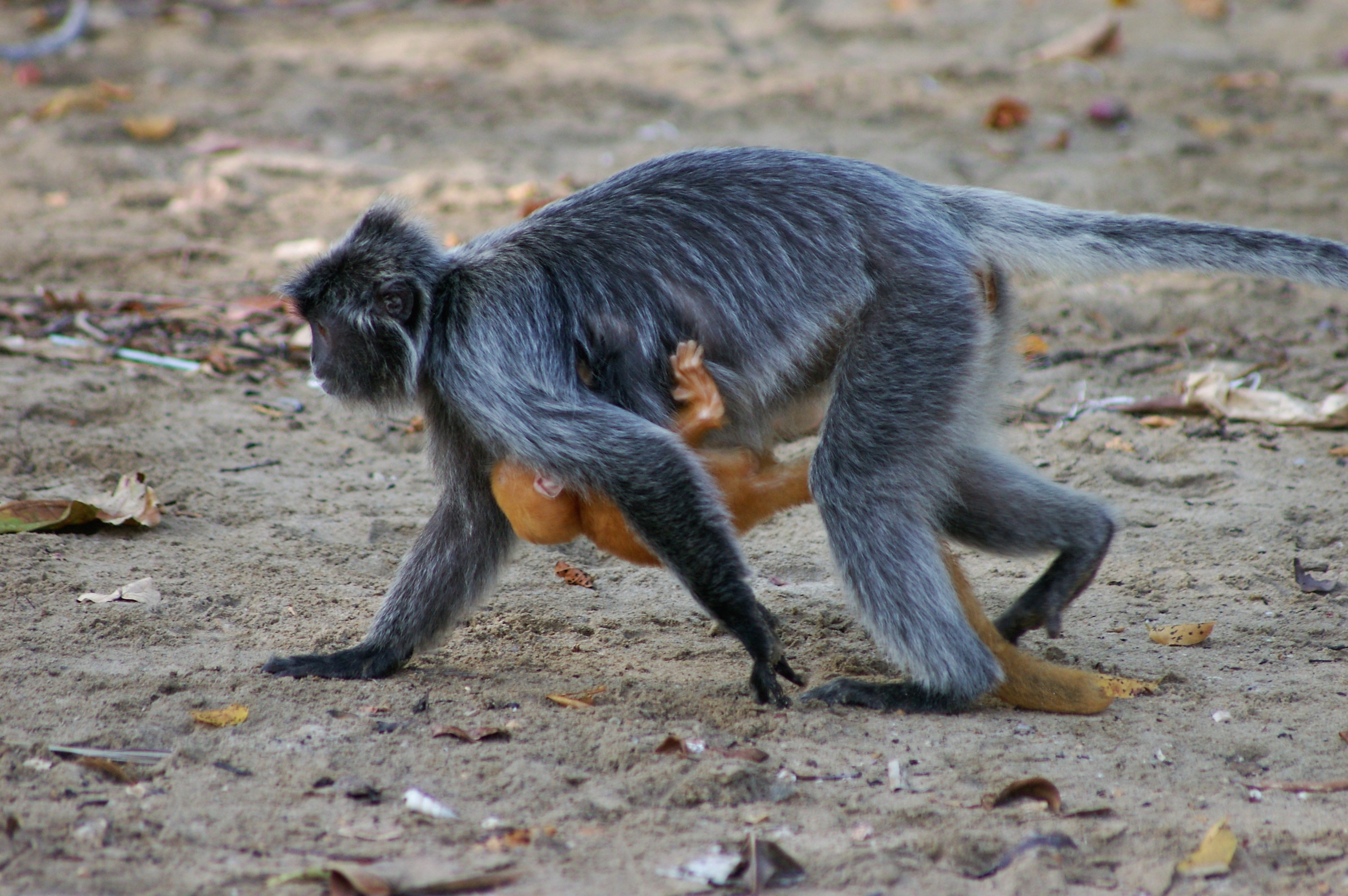 Silvered Leaf Monkey (Trachypithecus cristatus) with baby