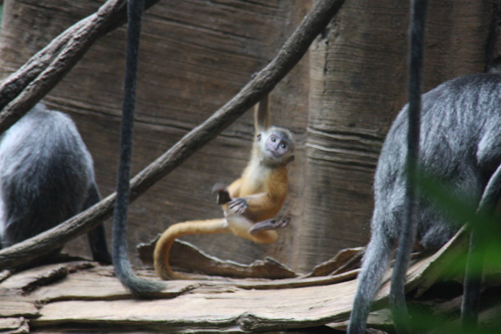 Silvered Leaf-monkey (Trachypithecus cristatus)