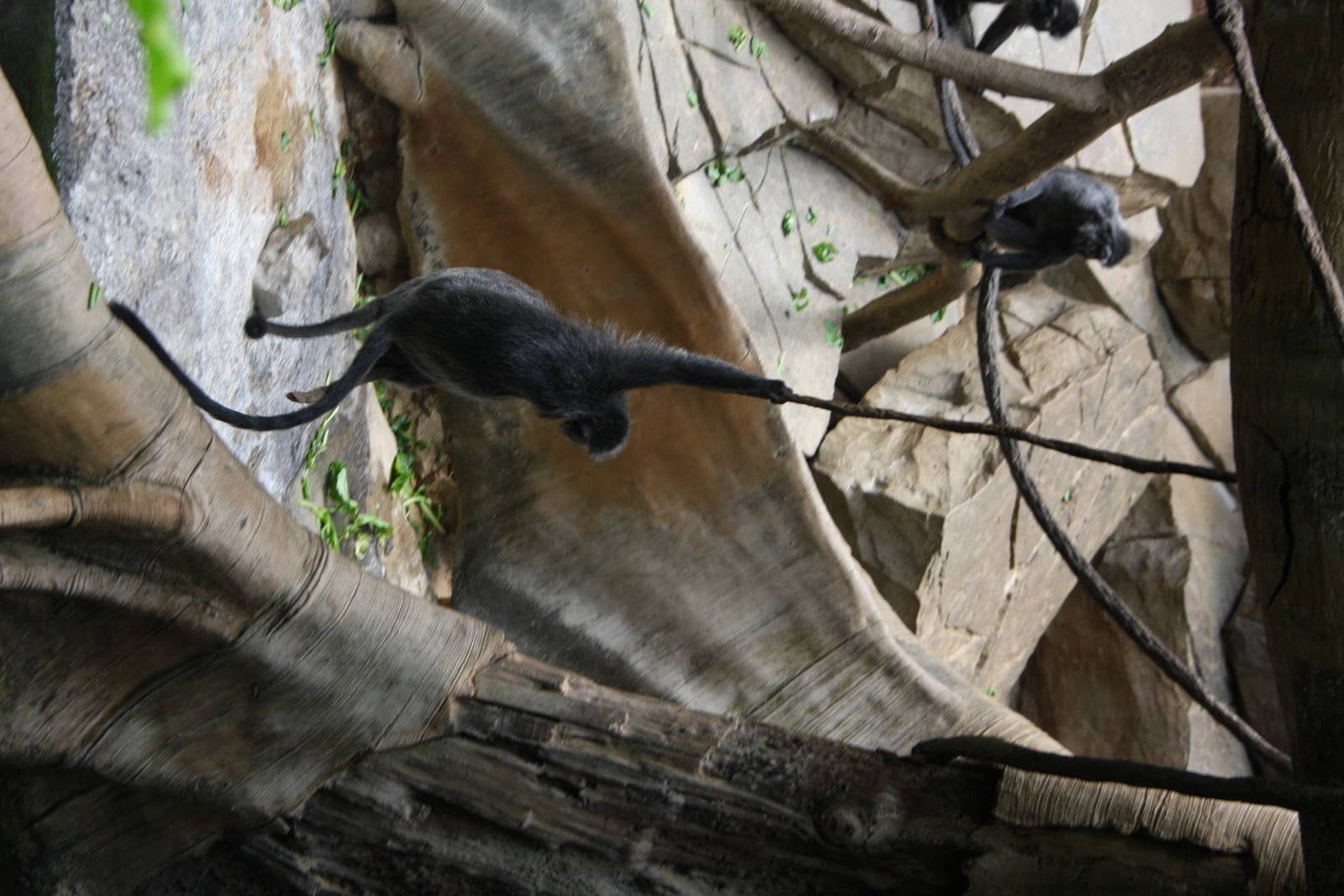 Silvered Leaf-monkey (Trachypithecus cristatus)
