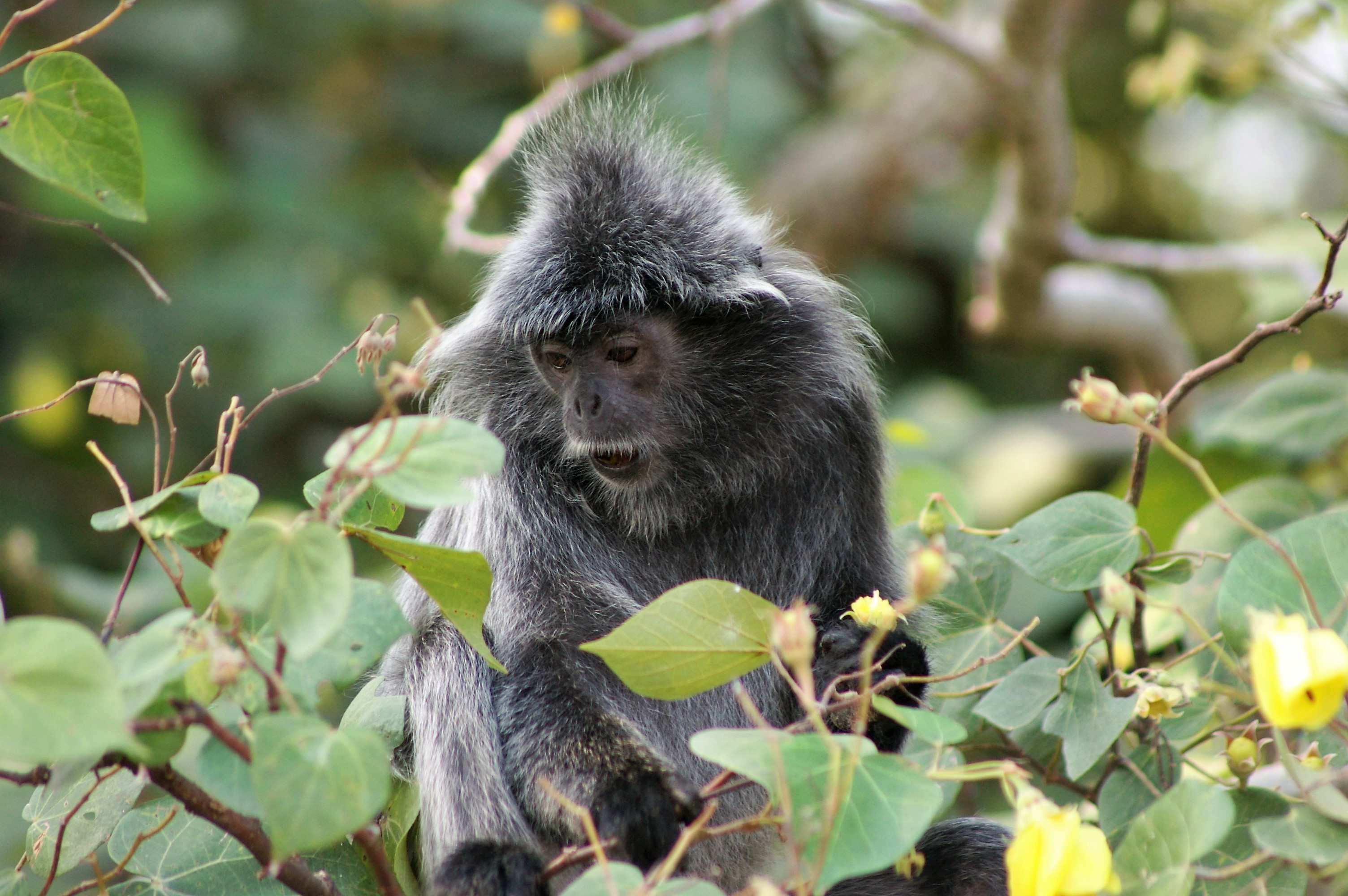 Silvered Leaf Monkey (Trachypithecus cristatus)