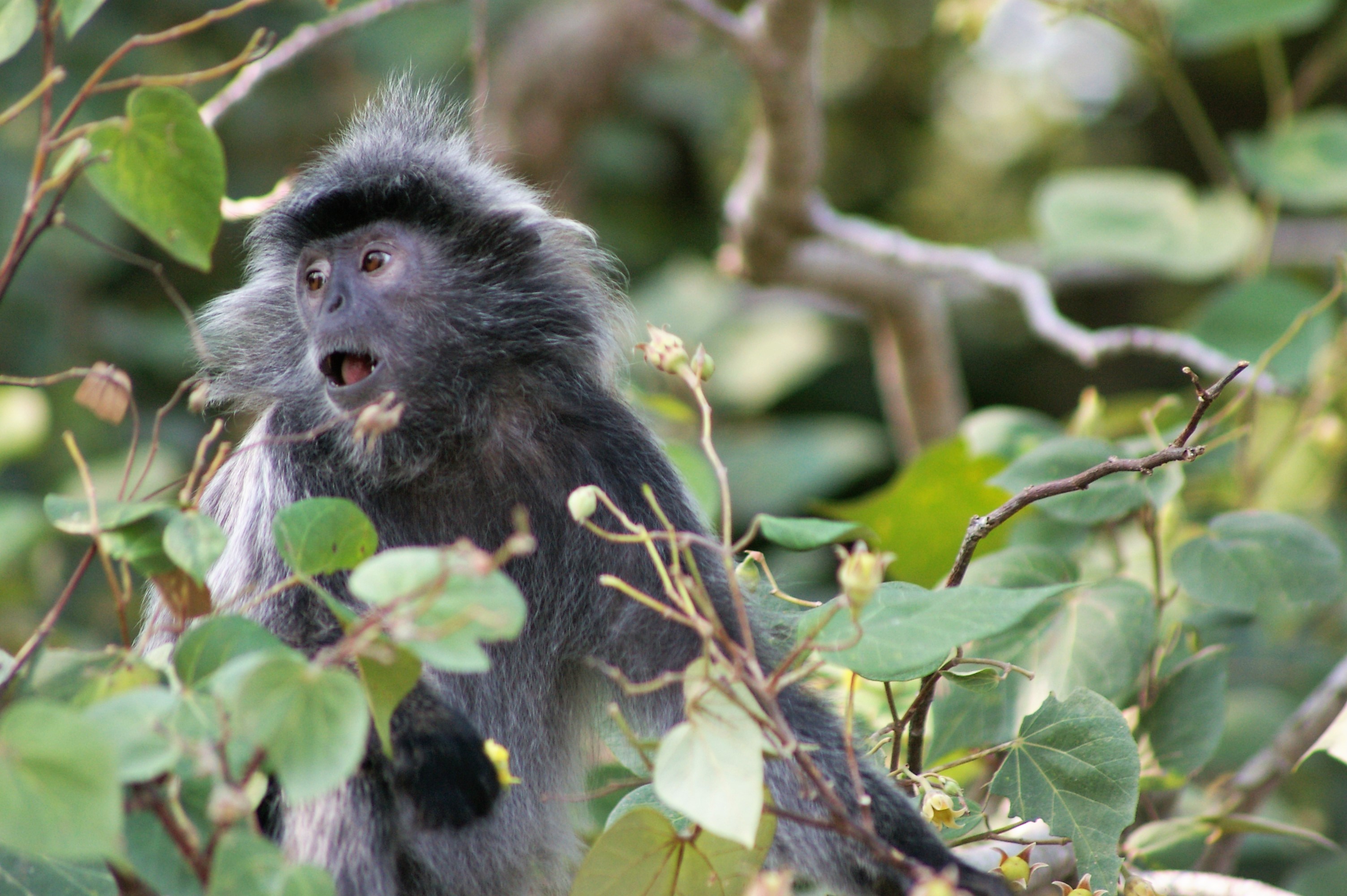 Silvered Leaf Monkey (Trachypithecus cristatus)