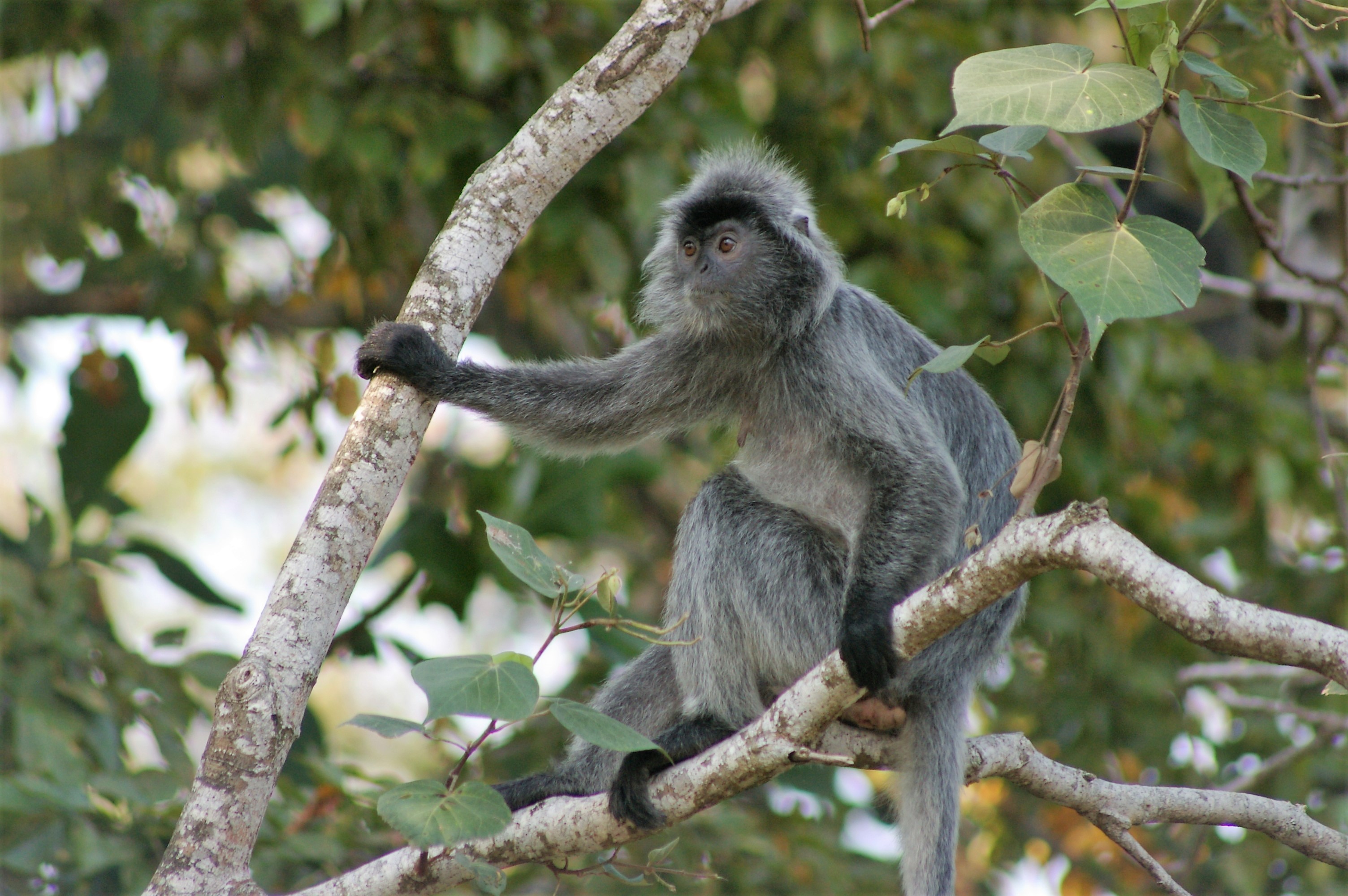 Silvered Leaf Monkey (Trachypithecus cristatus)
