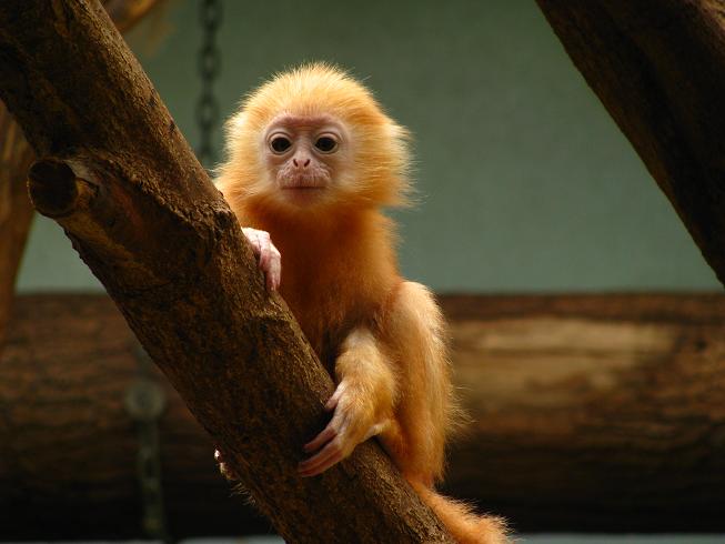 Silvered Leaf-monkey