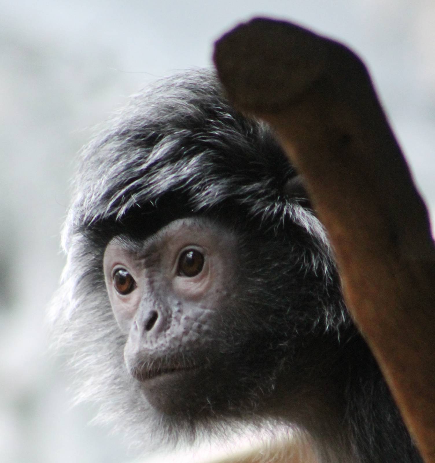 Silvered leaf monkey