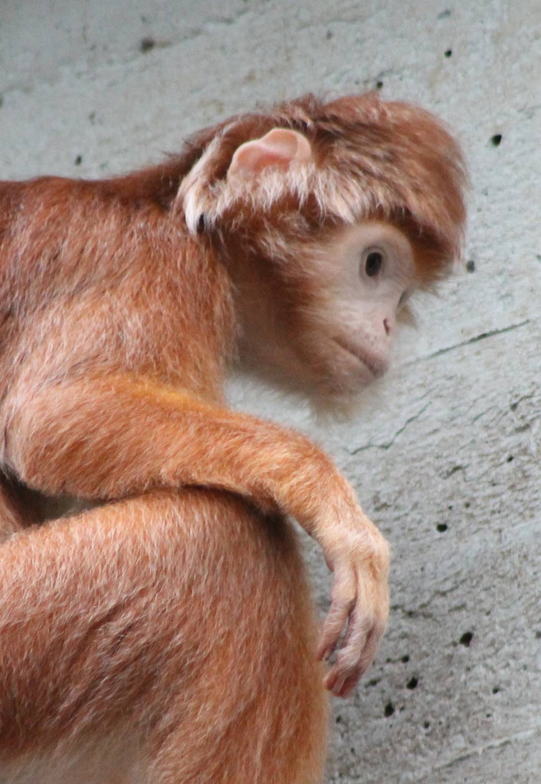 Silvered leaf monkey