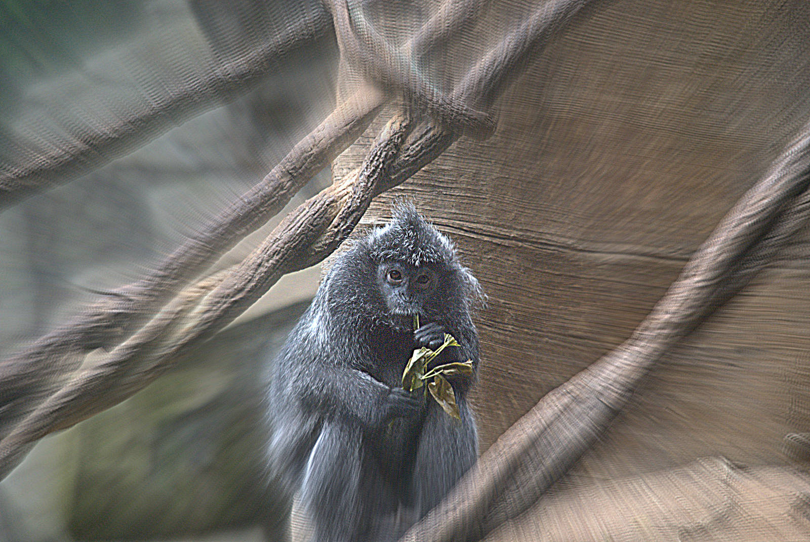 Silvered Leaf Monkey