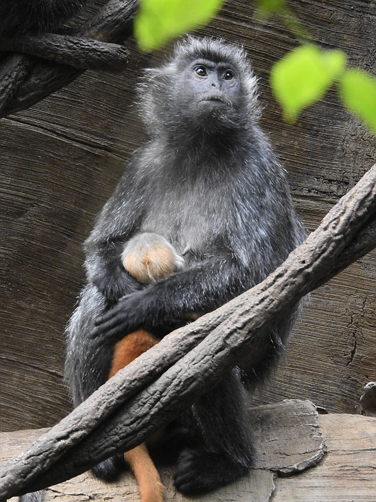 Silvered Leaf Monkey