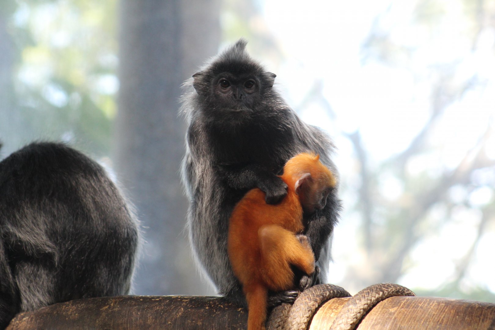 Silvered Leaf Monkey