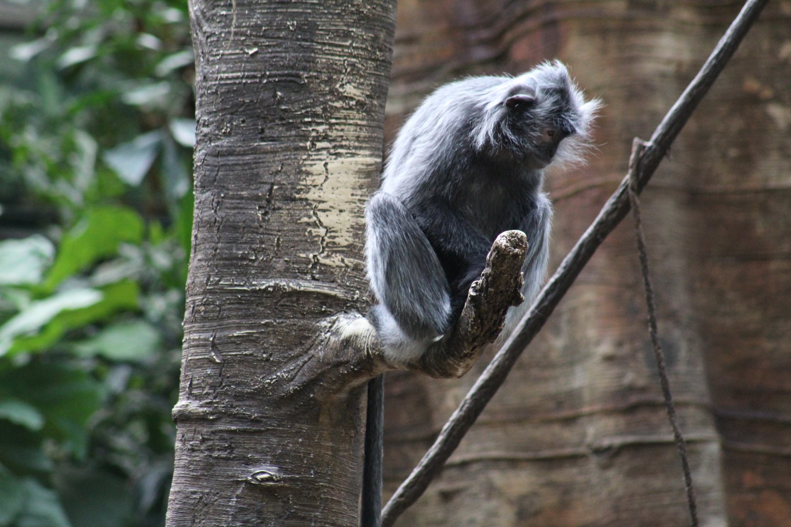 Silvered Leaf Monkey