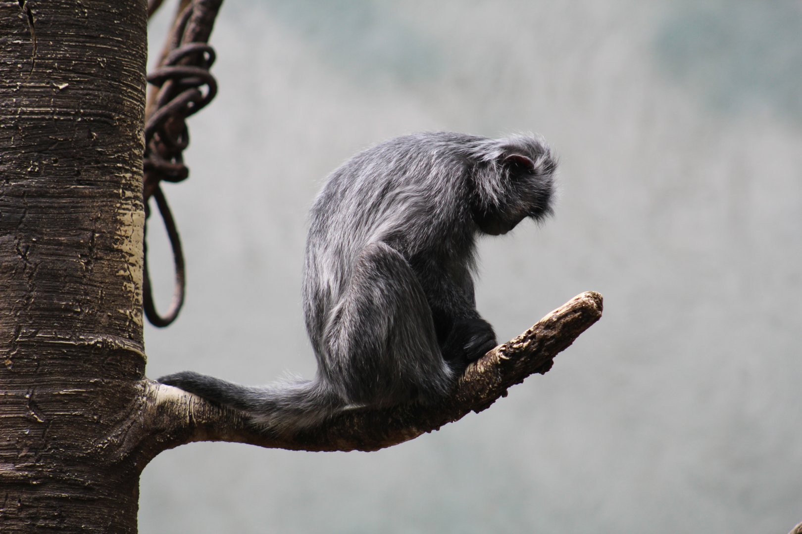 Silvered Leaf Monkey