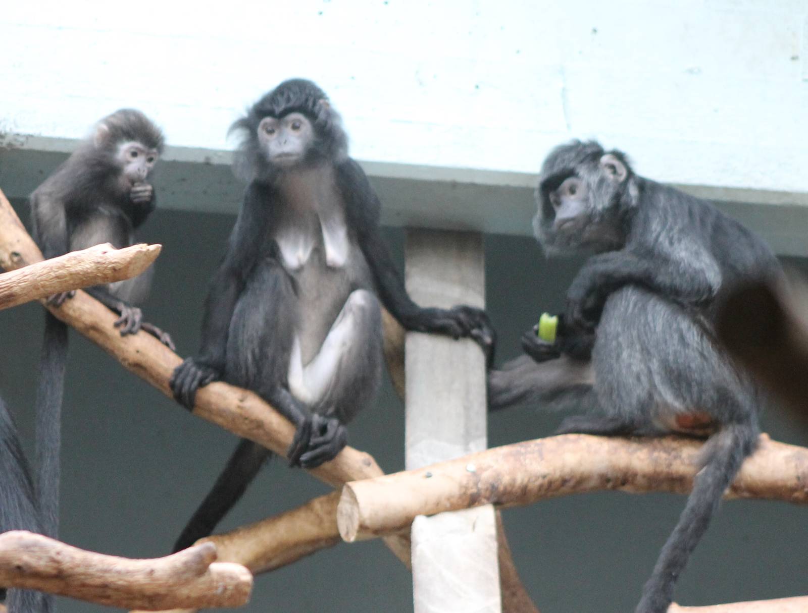 Silvered leaf monkeys