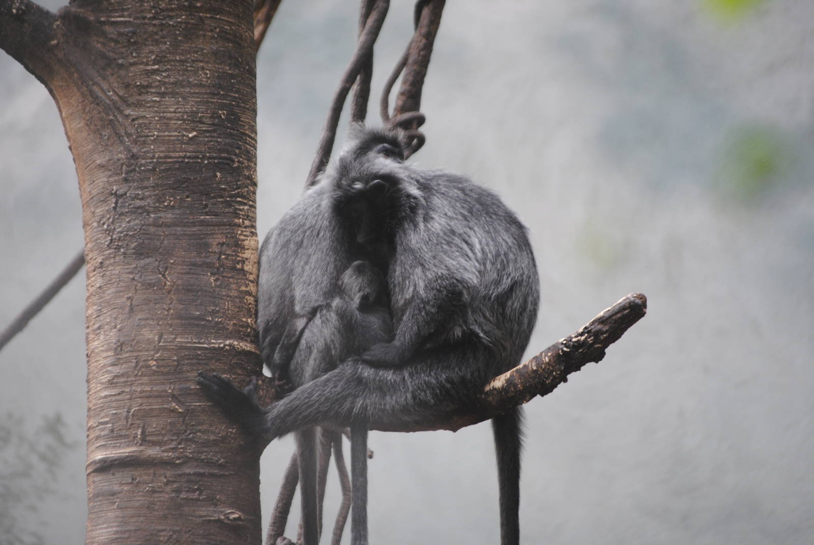Silvered Leaf Monkeys