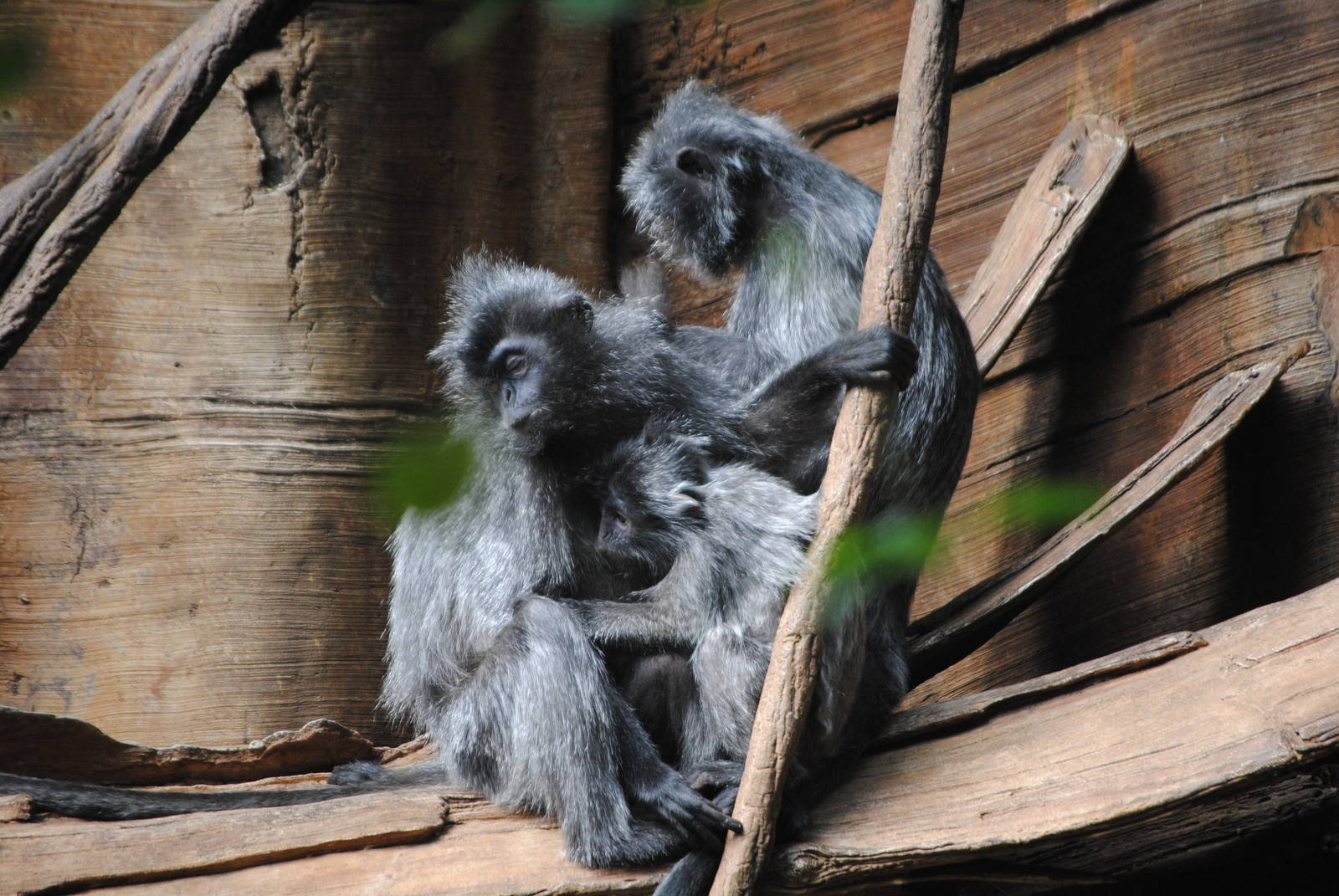 Silvered Leaf Monkeys