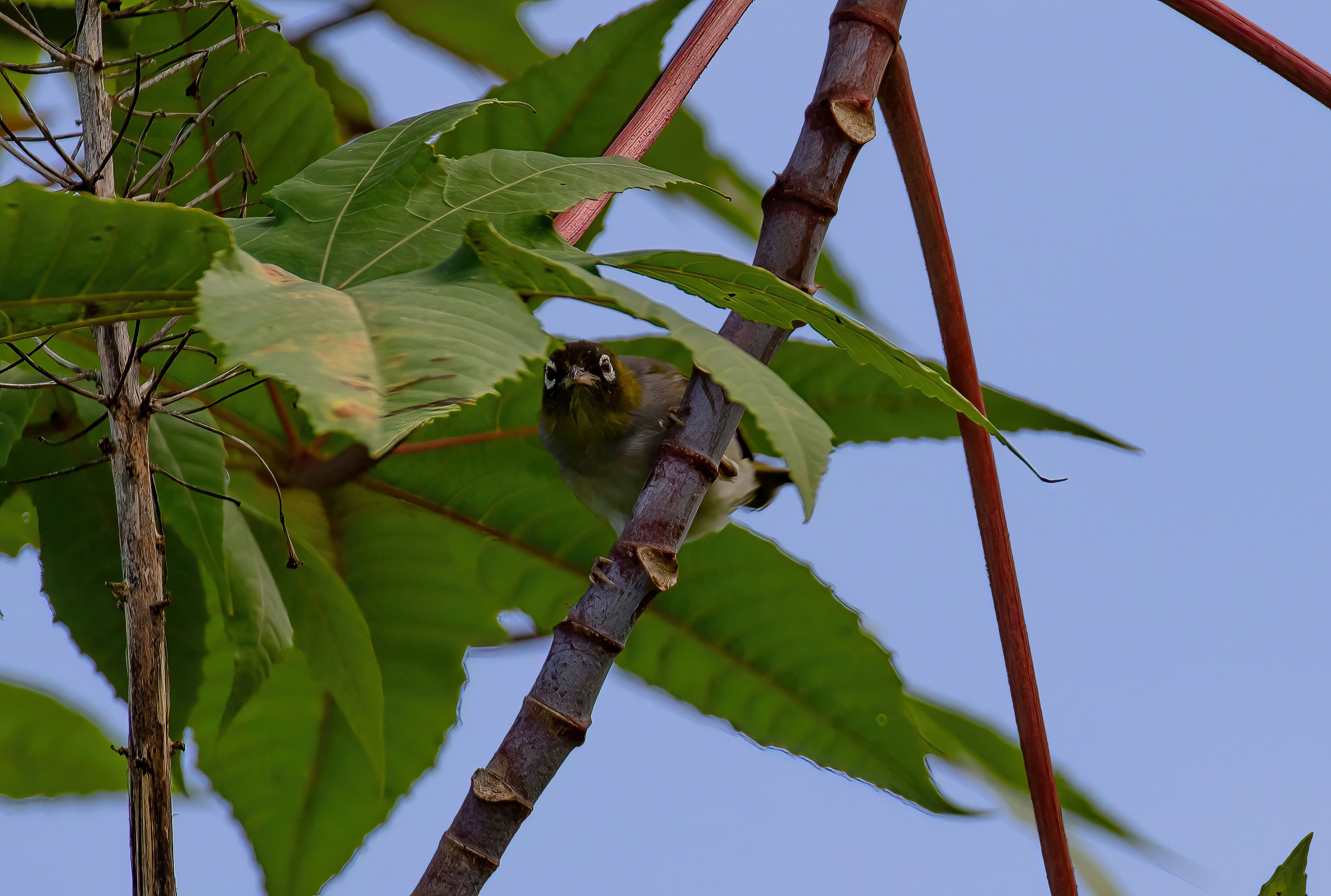 Silvereye (black-headed ssp)