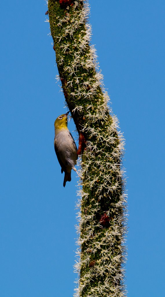 Silvereye feeding on a Grasstree inflorescence