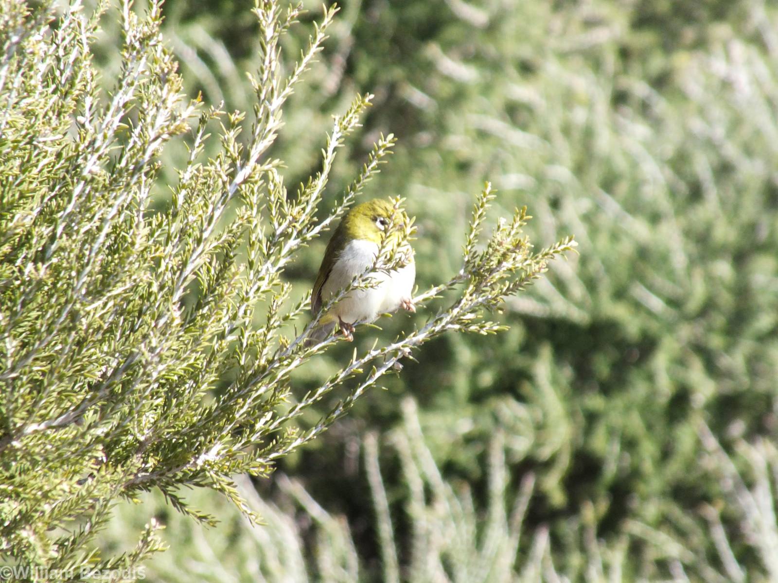 Silvereye - Rottnest Island