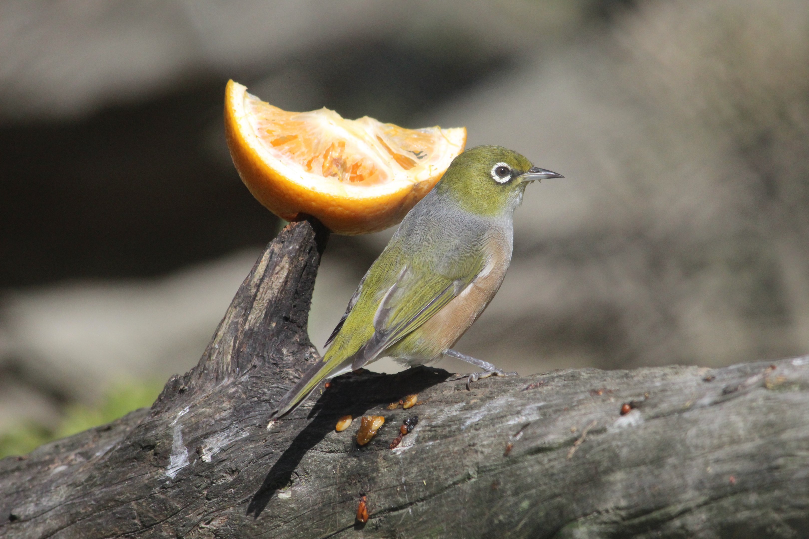 Silvereye (wild “intruder” into Pond Aviary)