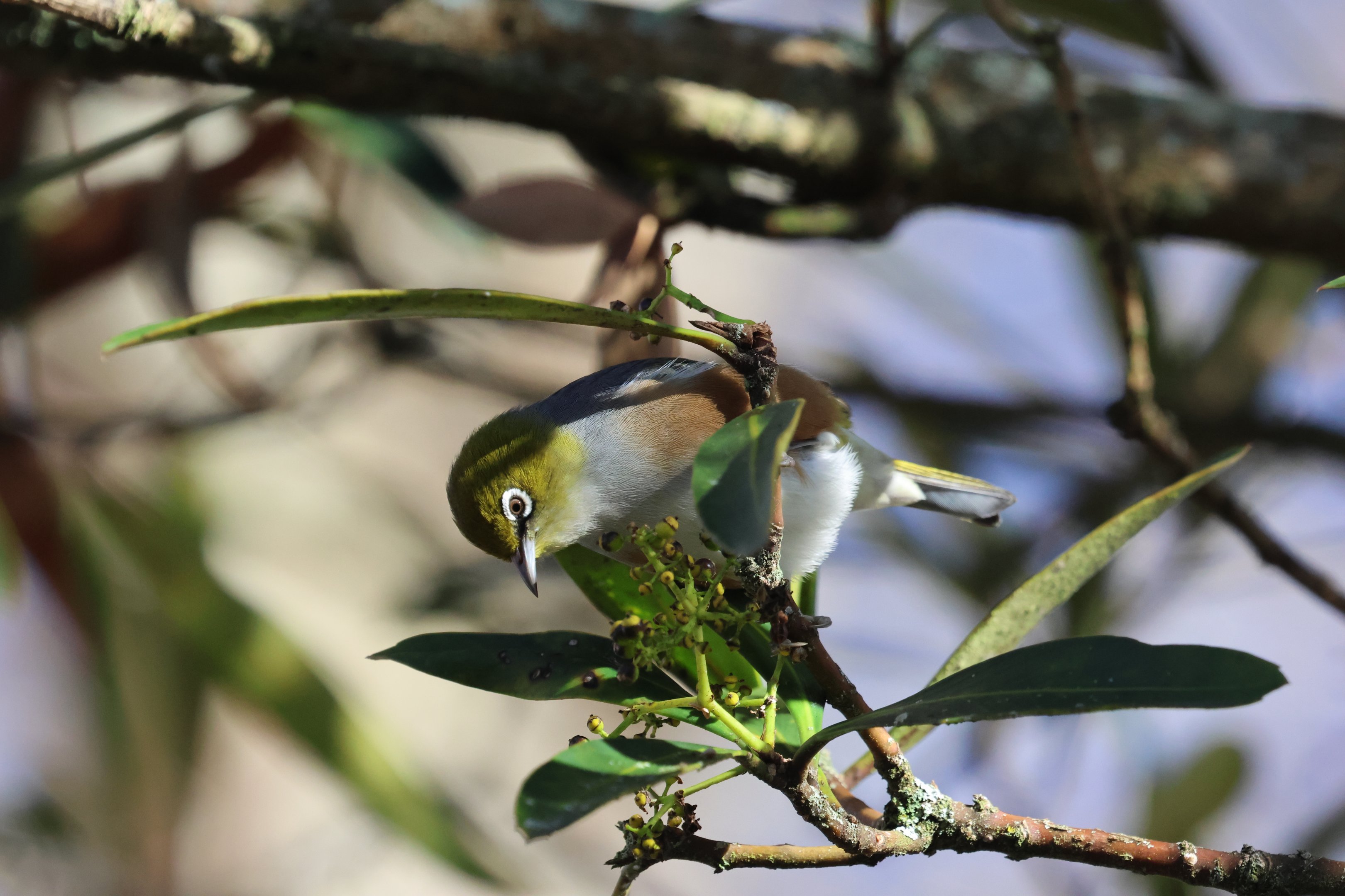 Silvereye (Zosterops lateralis lateralis), grounds of Cobblestones Museum (Greytown, Wairarapa)