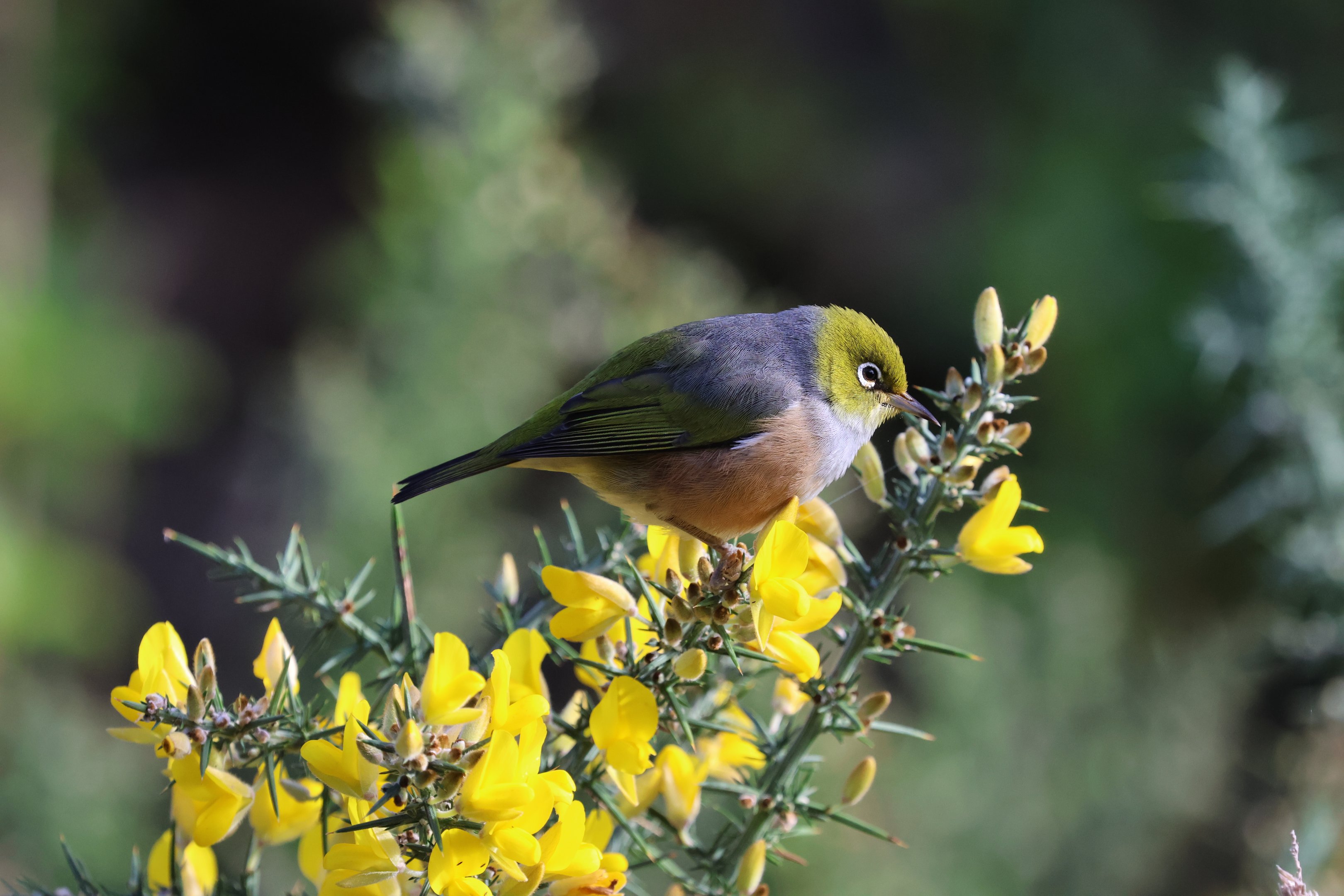 Silvereye (Zosterops lateralis lateralis), Pencarrow Coast Road (Lower Hutt, Wellington)