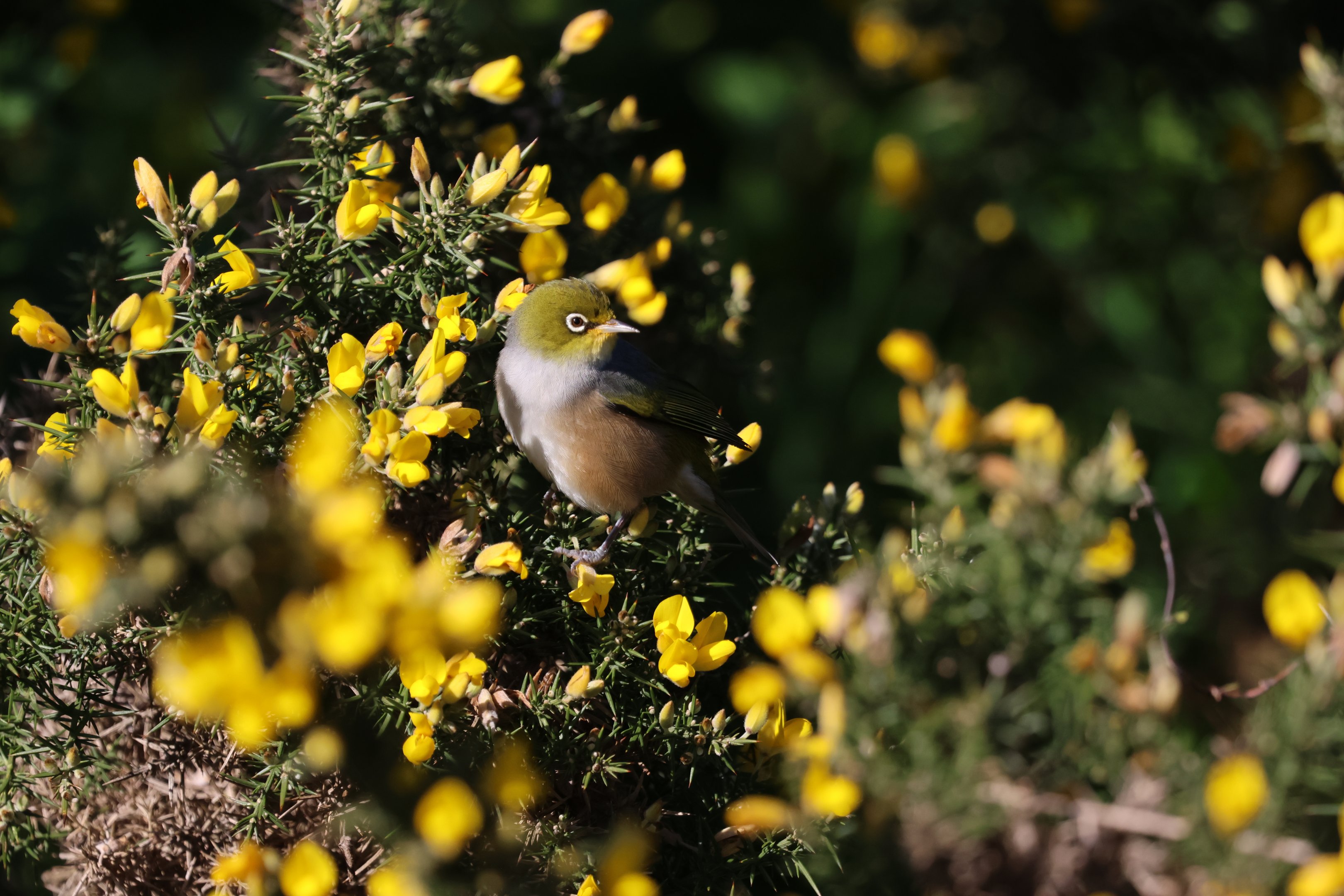 Silvereye (Zosterops lateralis lateralis), Pencarrow Coast Road (Lower Hutt, Wellington)