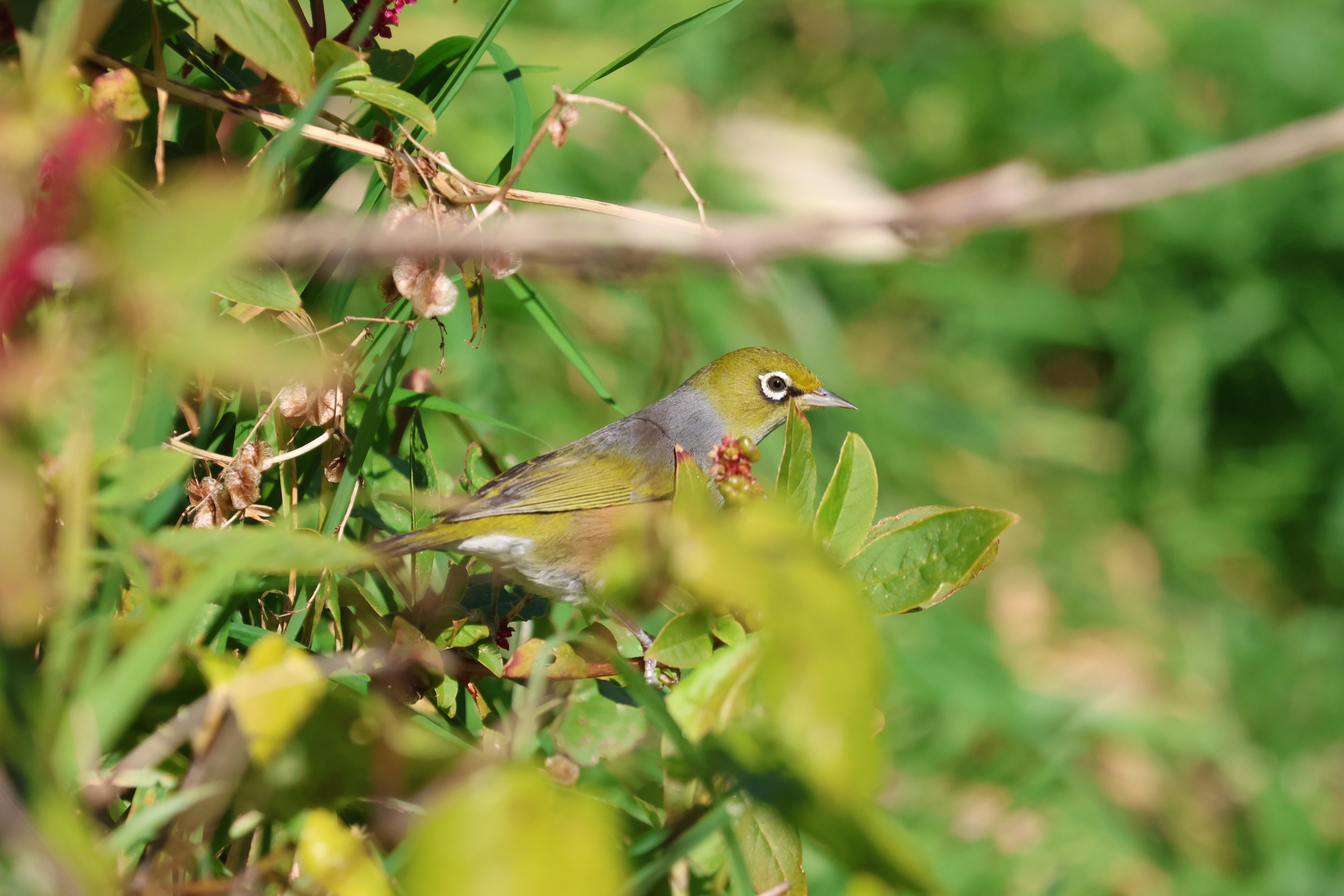 Silvereye (Zosterops lateralis lateralis), Pencarrow Coast Road (Lower Hutt, Wellington)