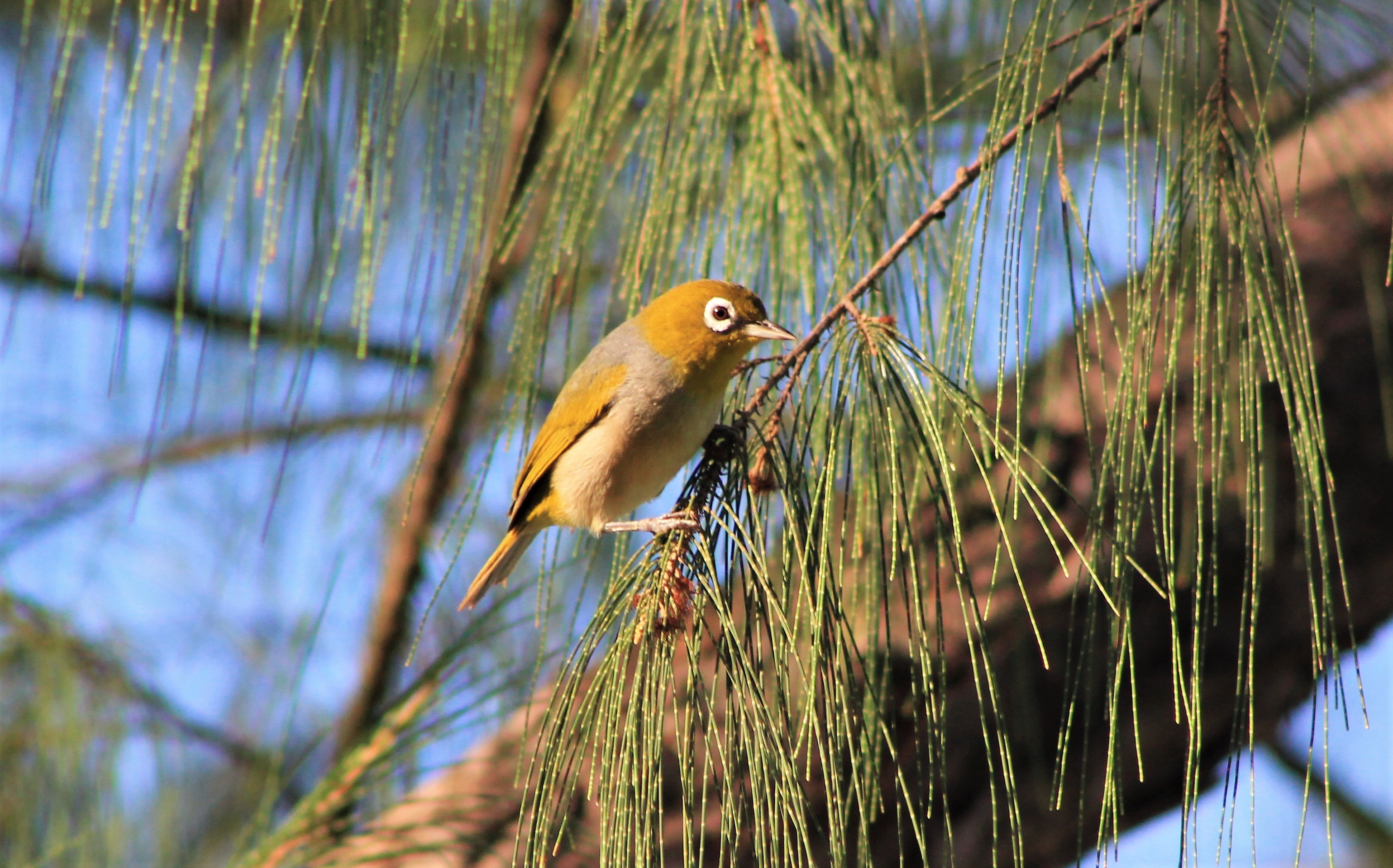 Silvereye (Zosterops lateralis tropicus)