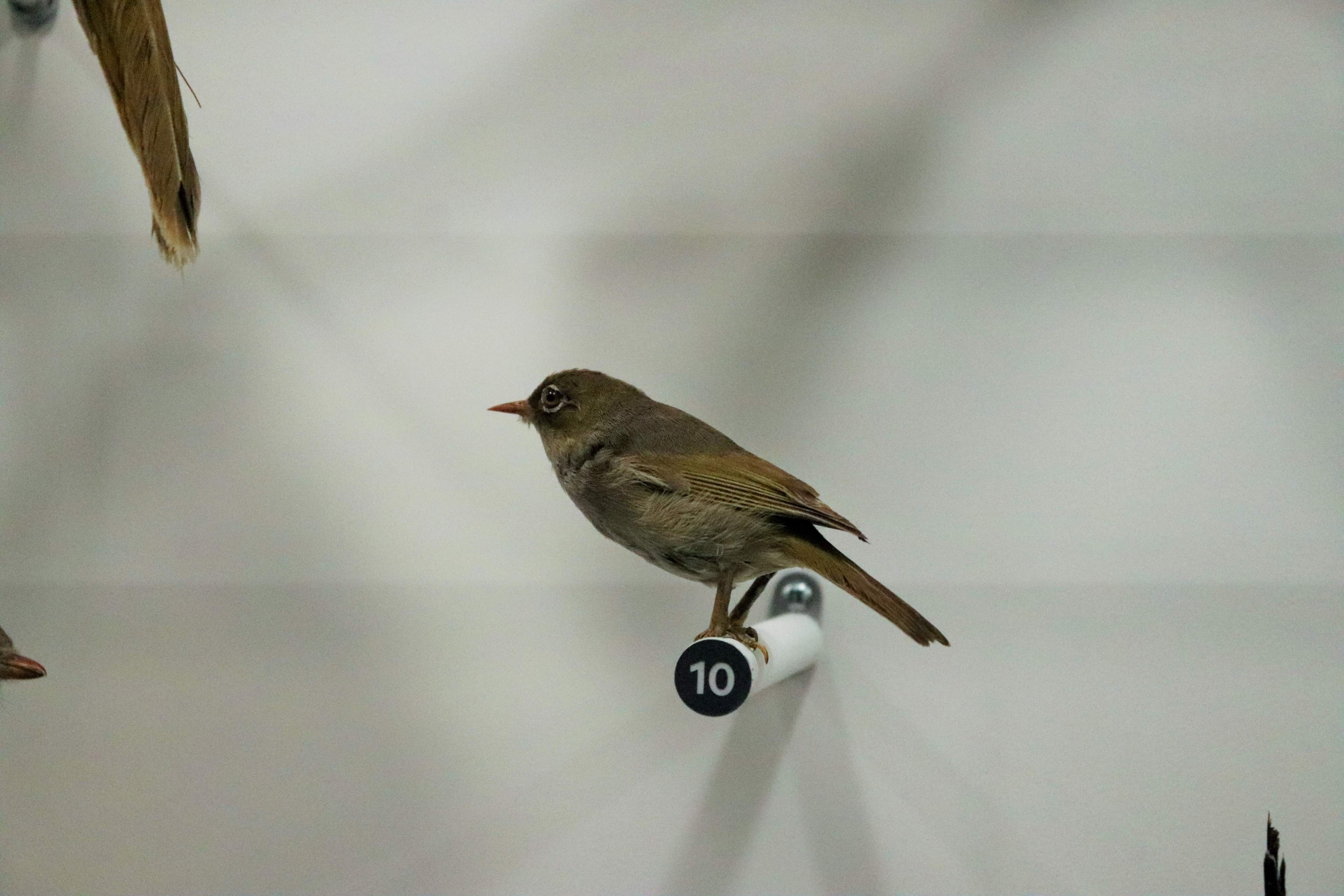 Silvereye (Zosterops lateralis)