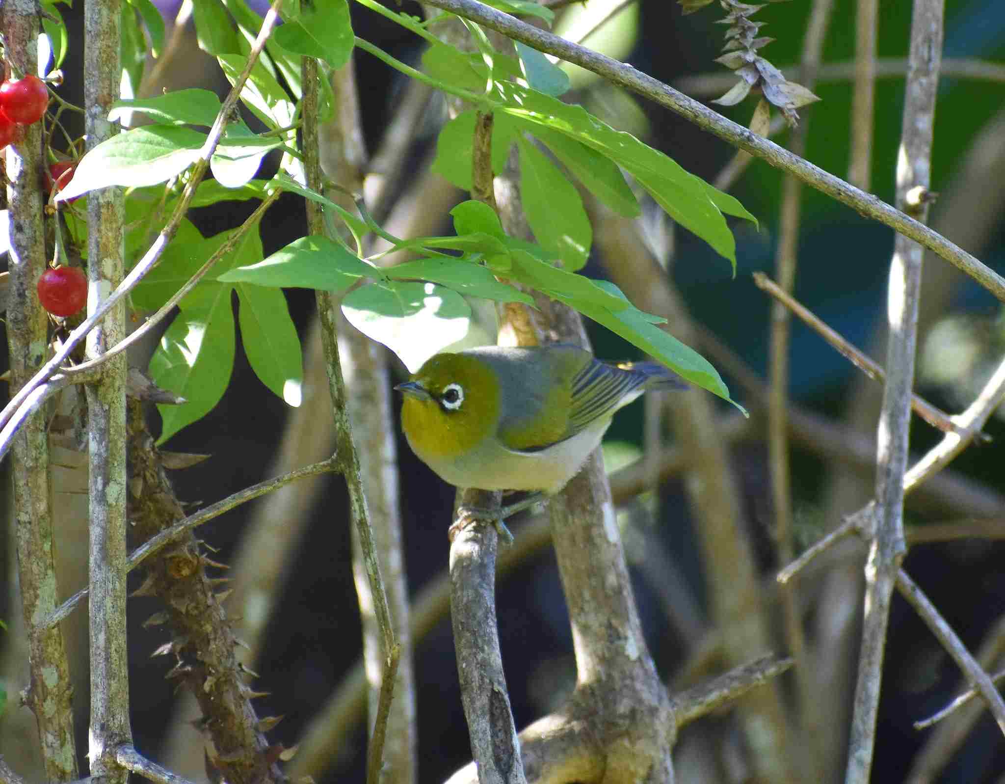 Silvereye (Zosterops lateralis)