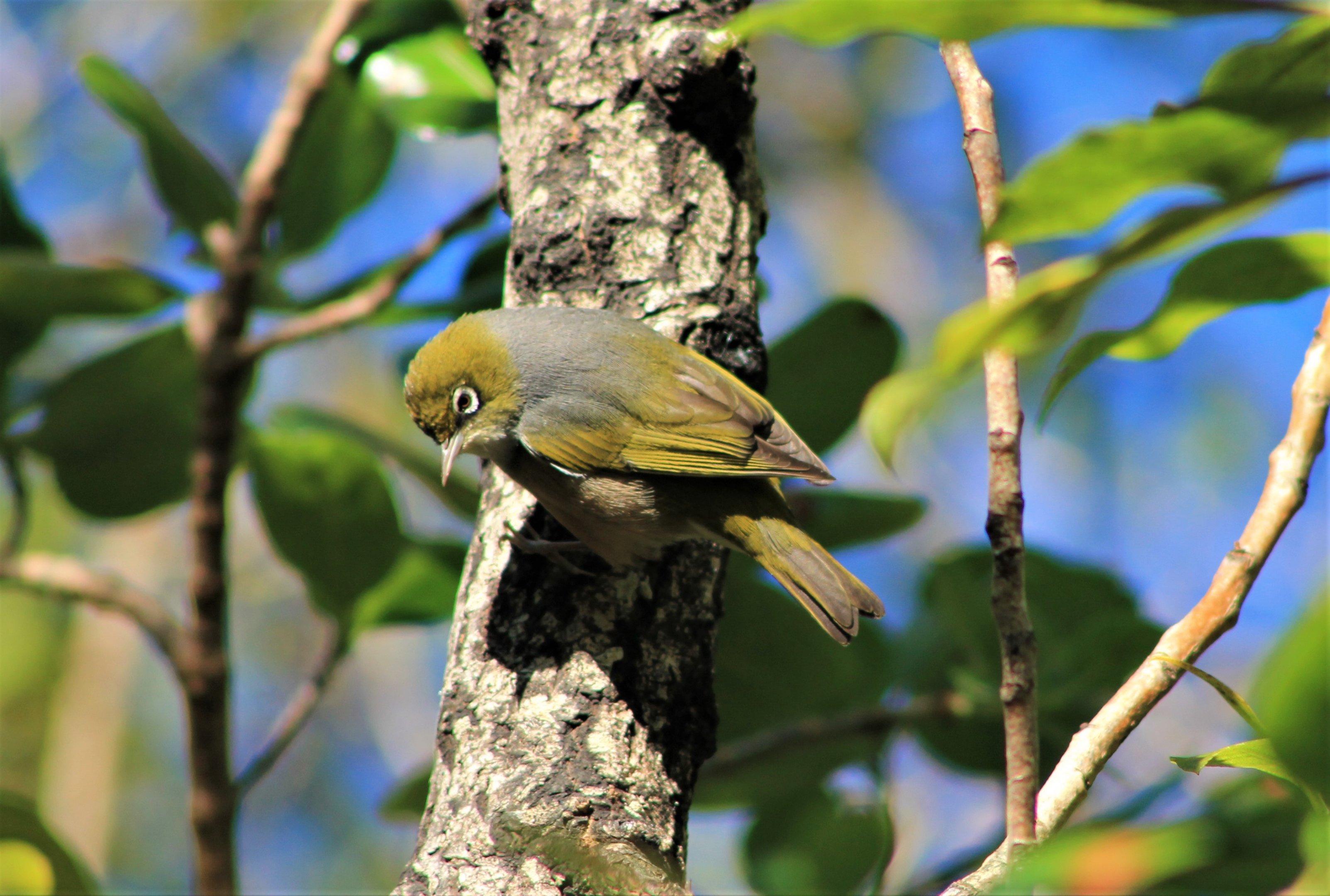 Silvereye (Zosterops lateralis)