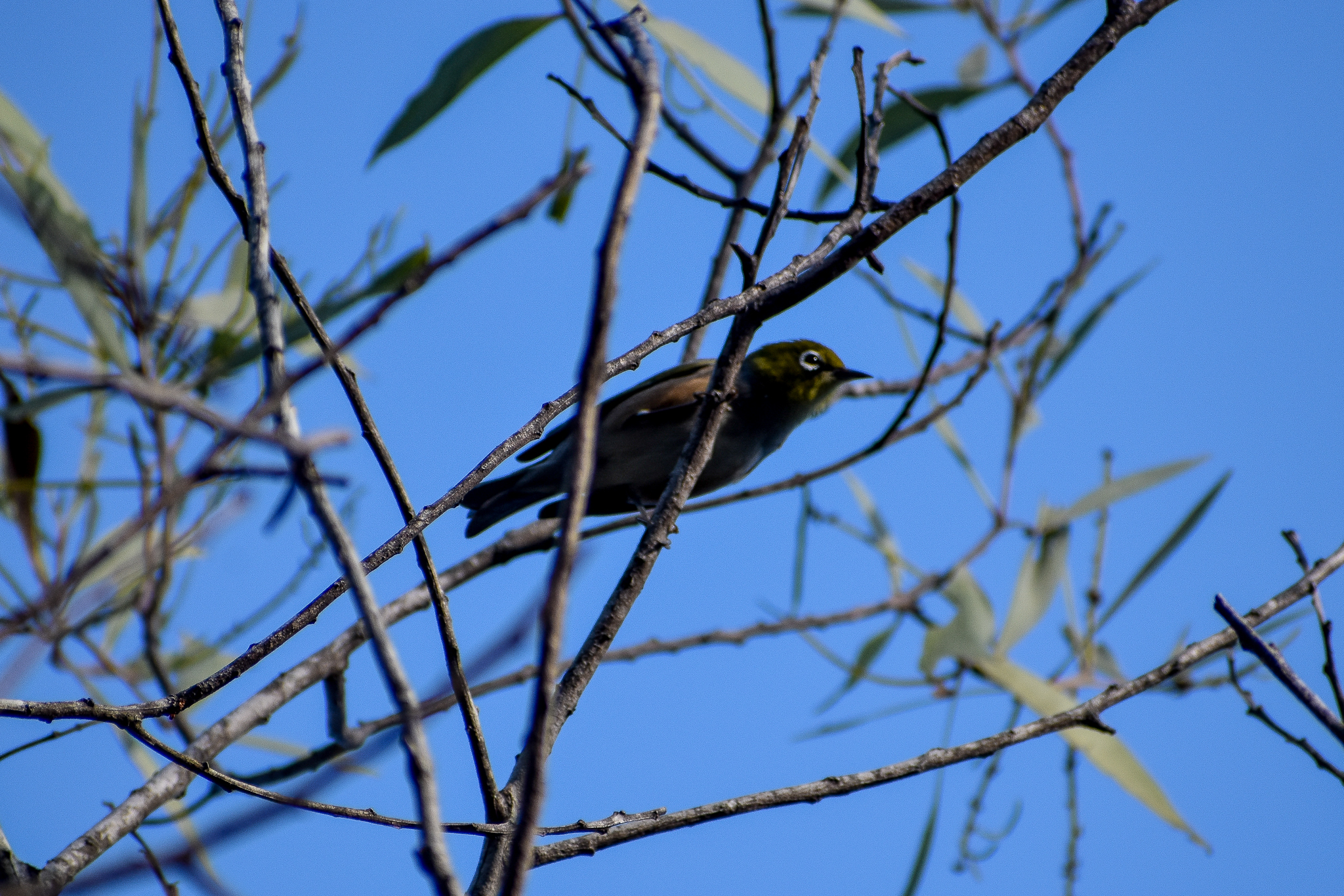 Silvereye (Zosterops lateralis)