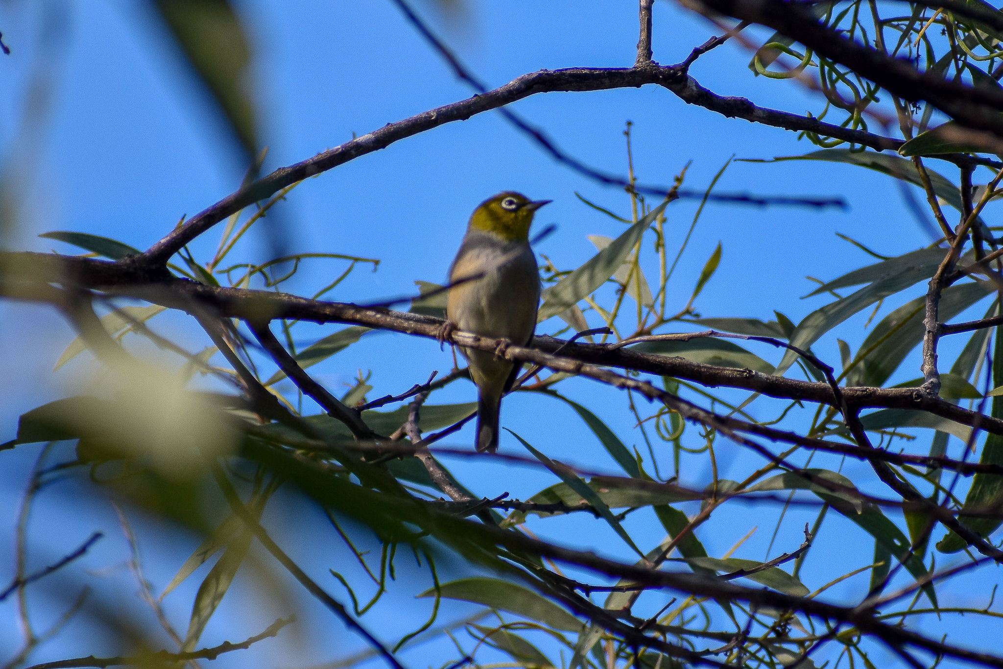 Silvereye (Zosterops lateralis)