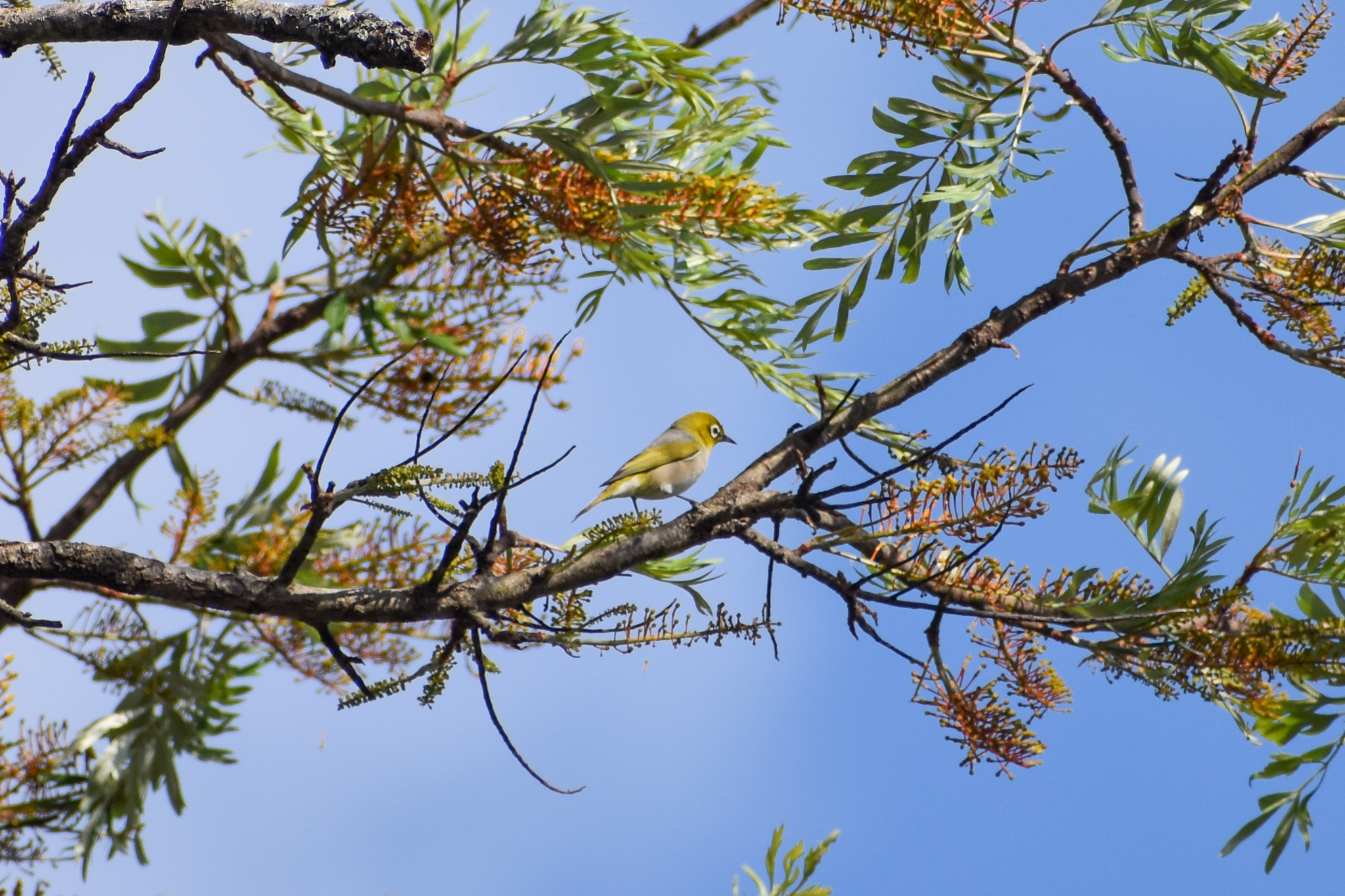 Silvereye  (Zosterops lateralis)