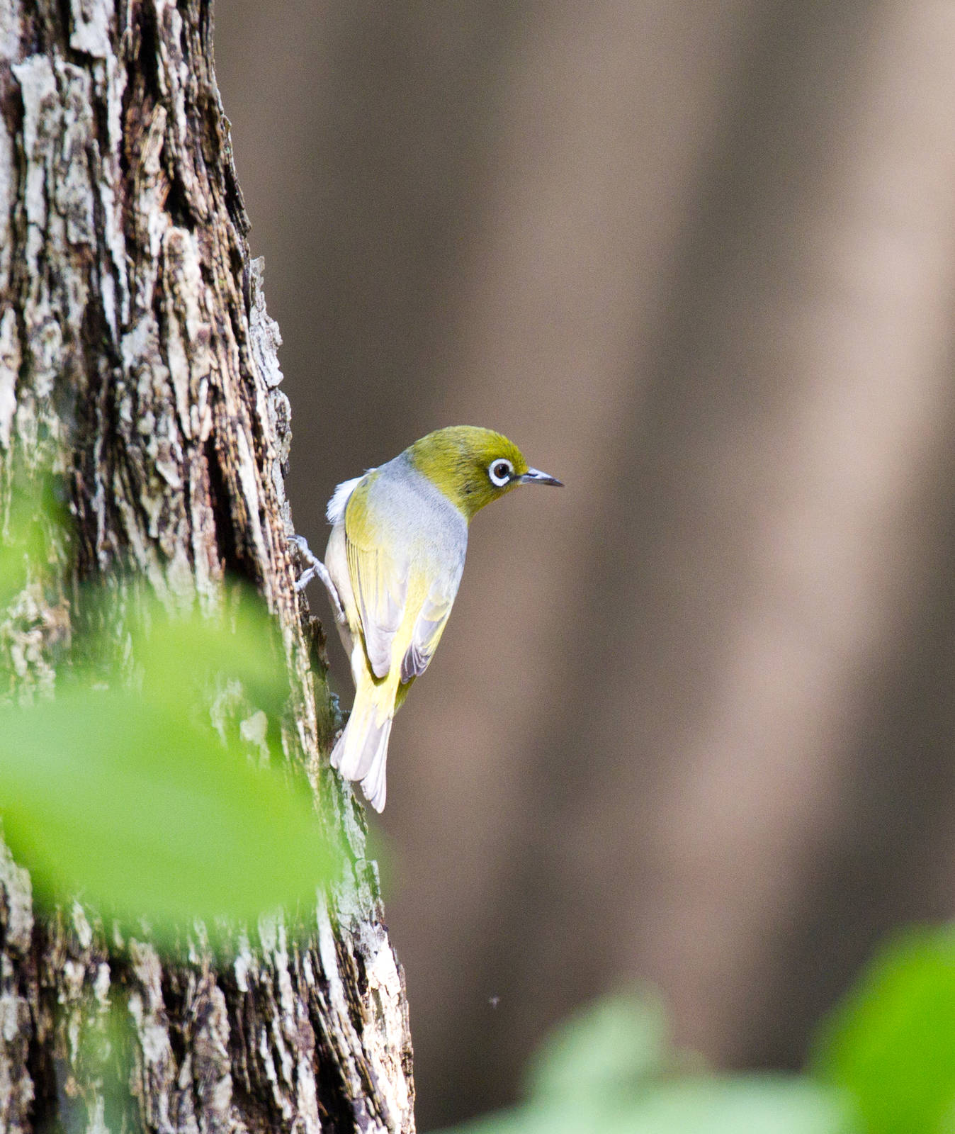Silvereye