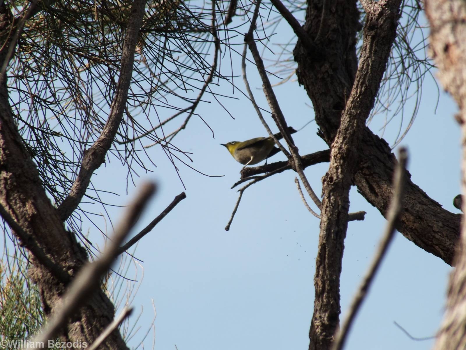 Silvereye