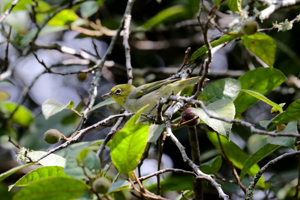 Silvereye