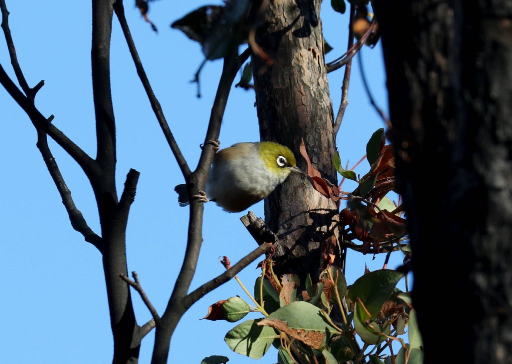 Silvereye
