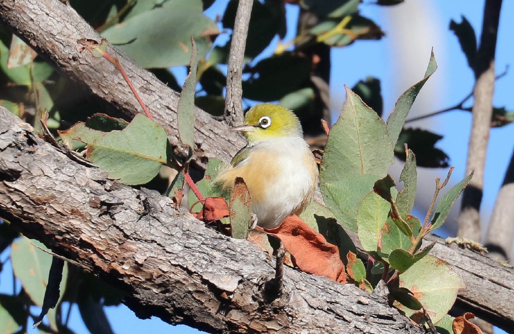 Silvereye