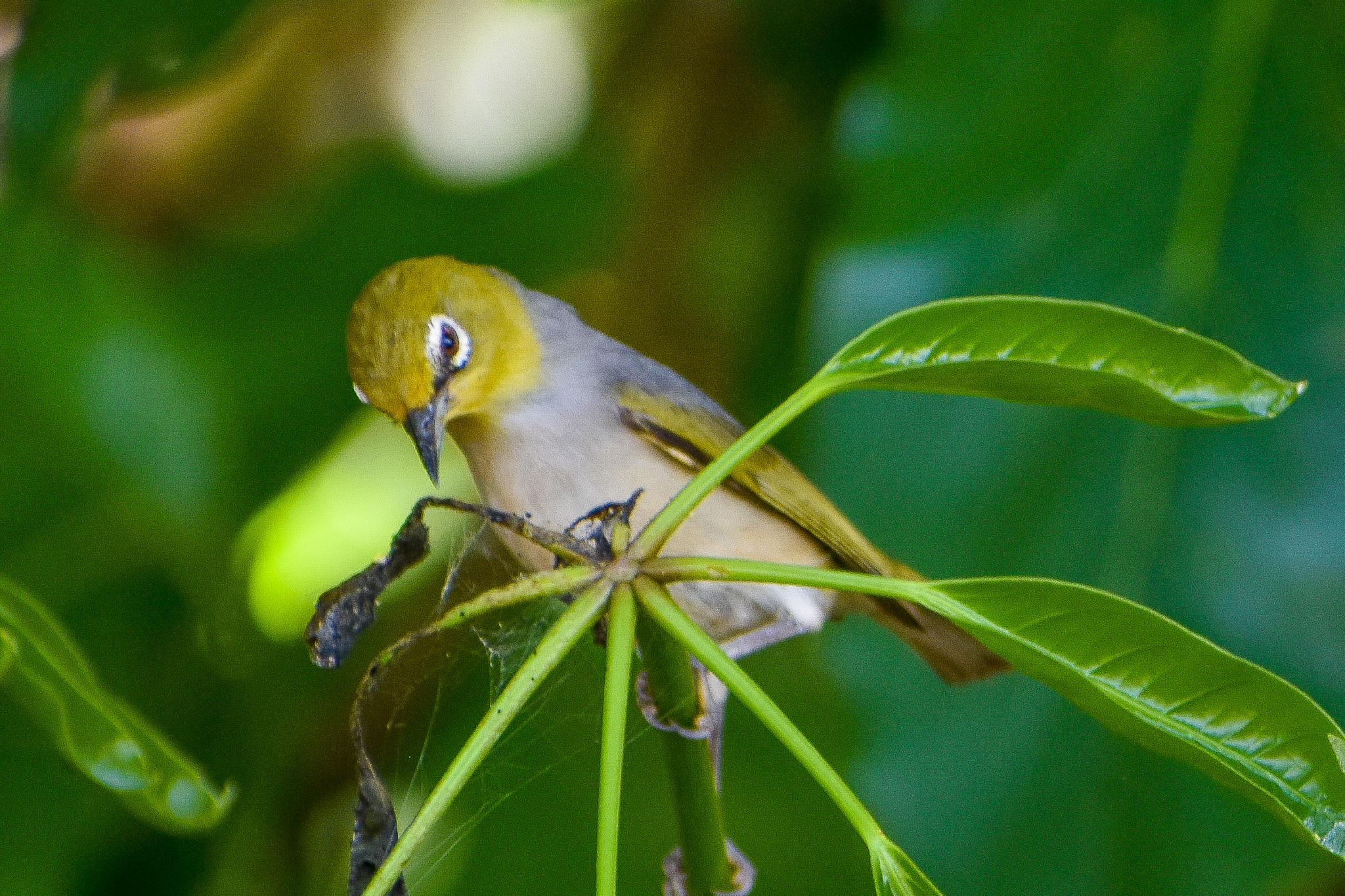 Silvereye