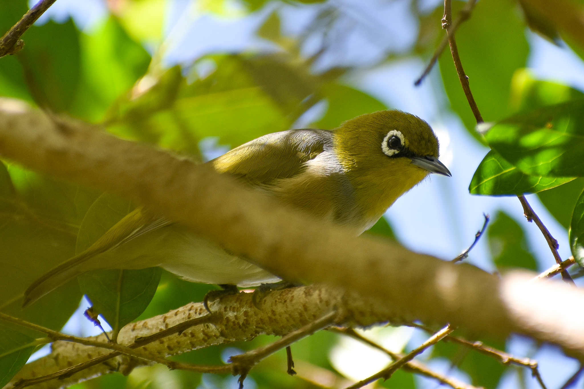 Silvereye