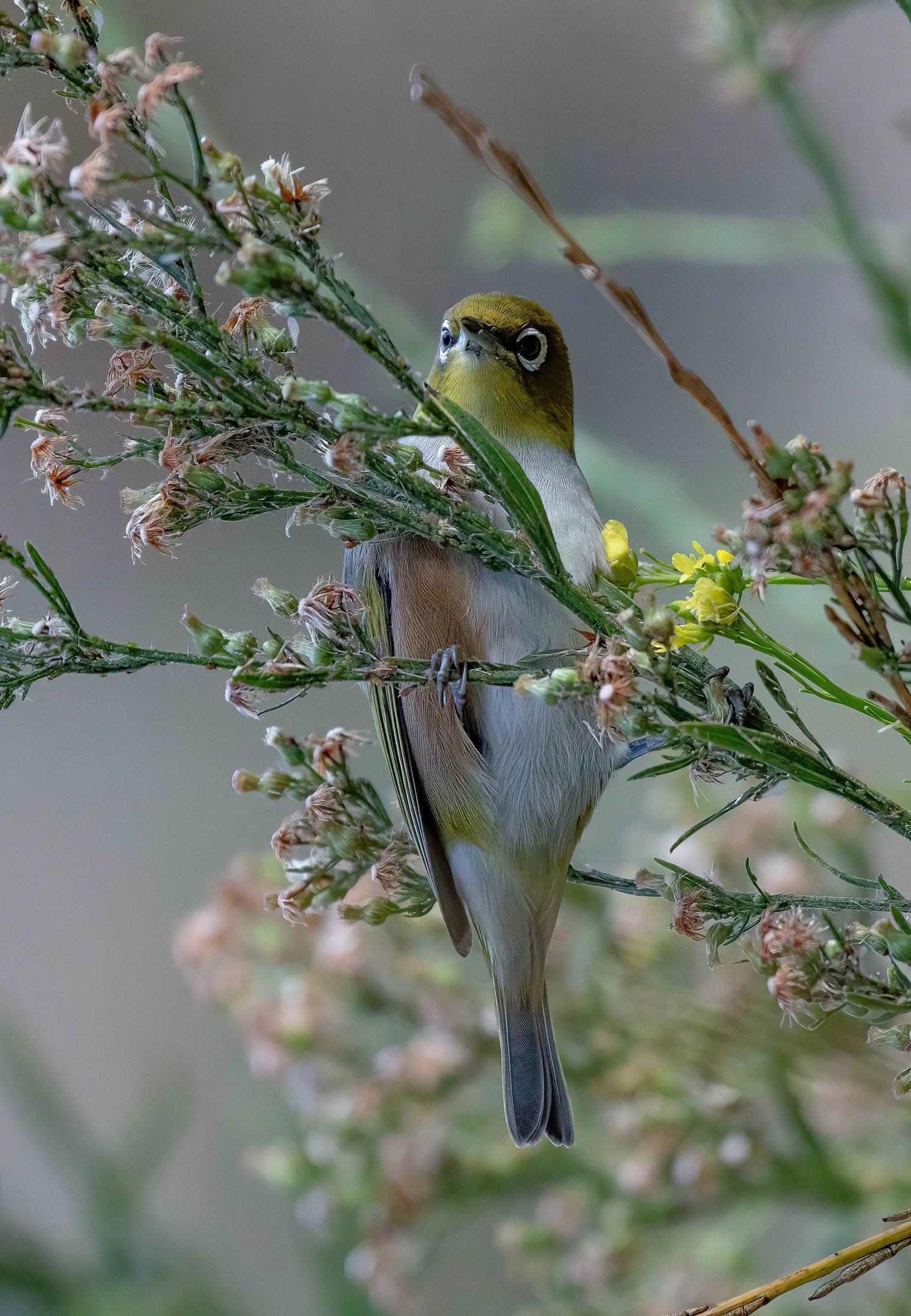 Silvereye