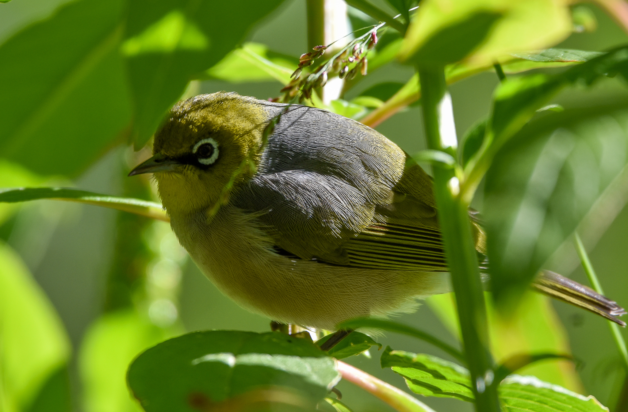 Silvereye