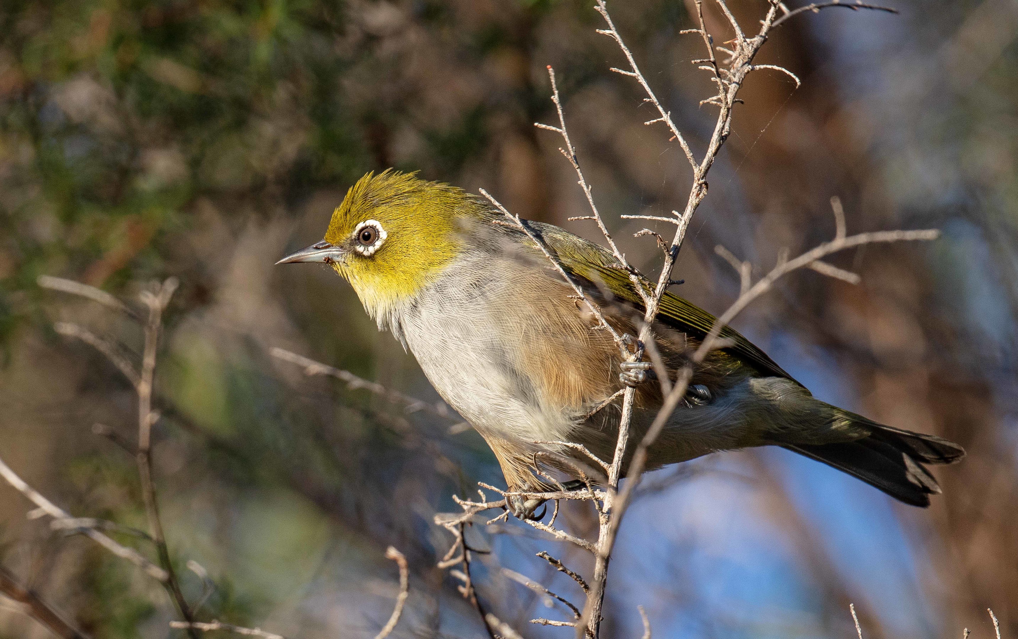 Silvereye