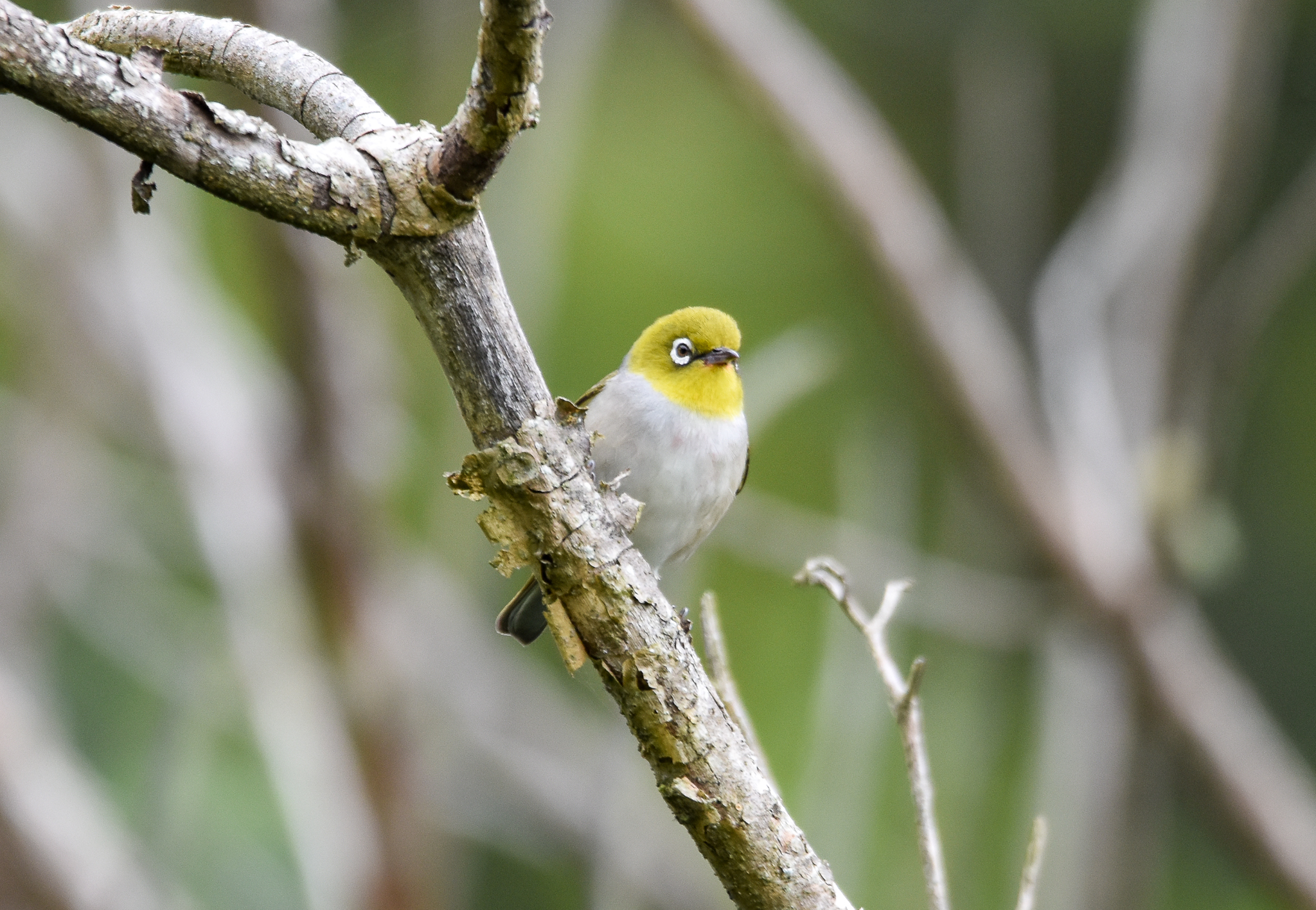 Silvereye