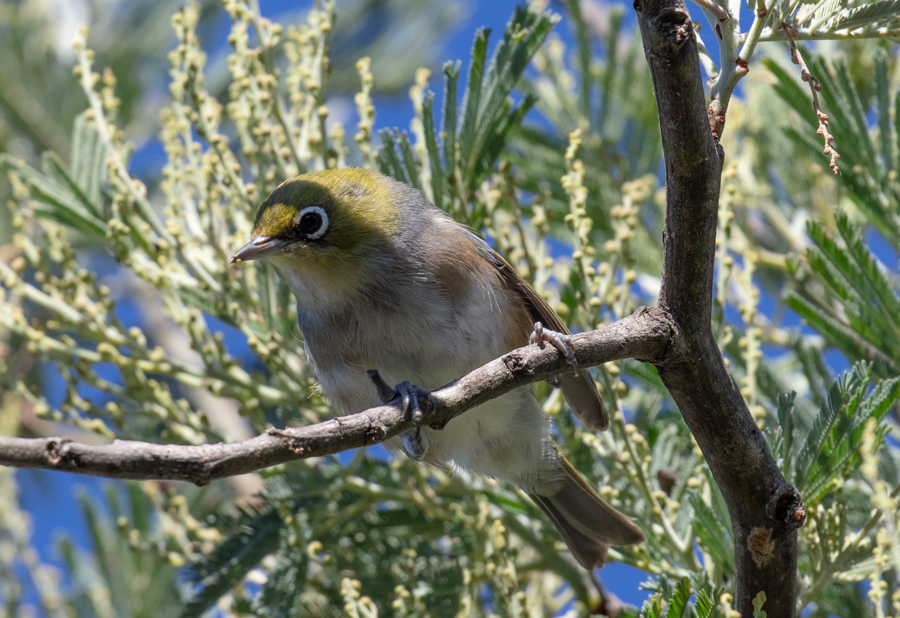 Silvereye