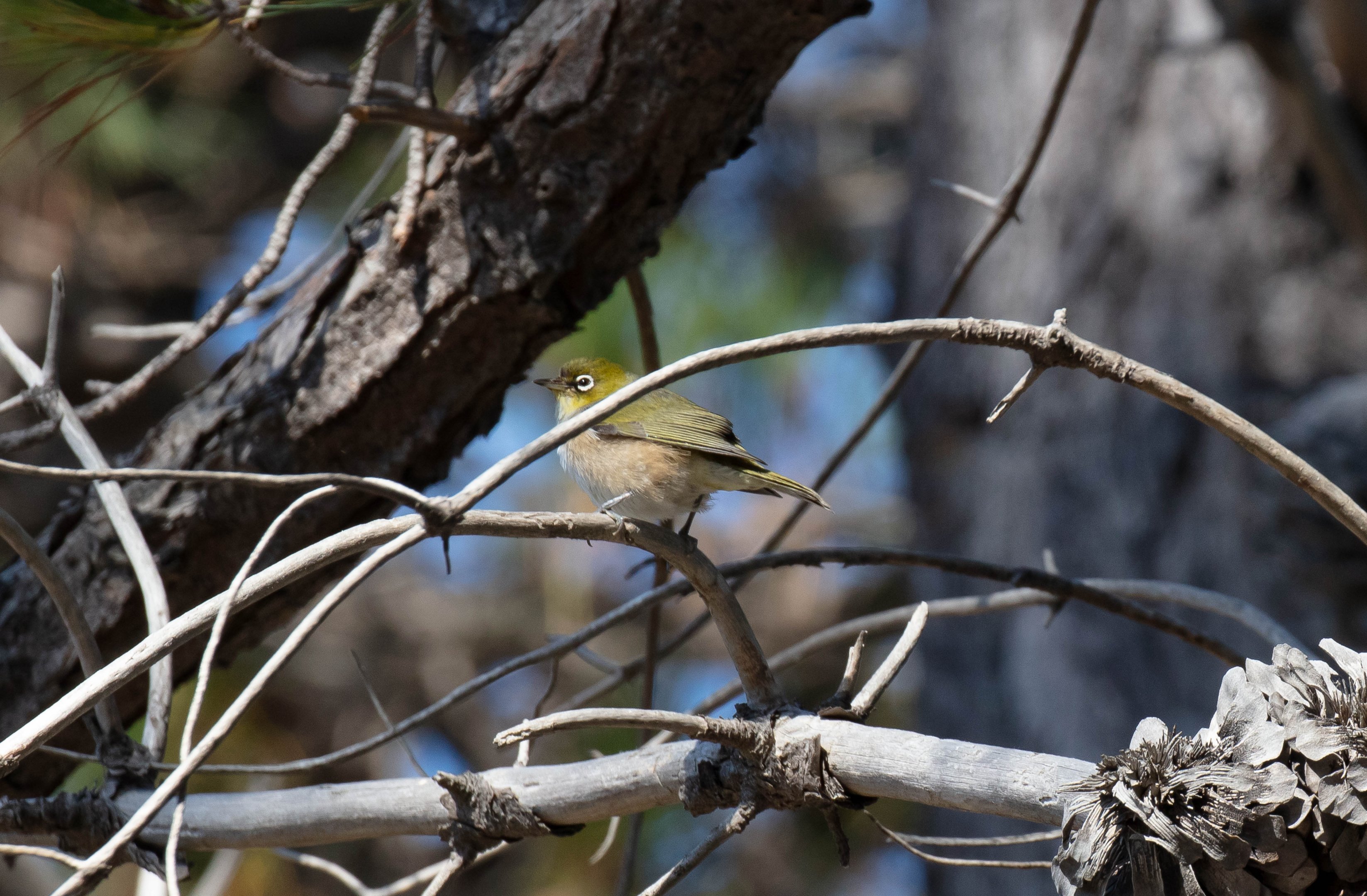 Silvereye