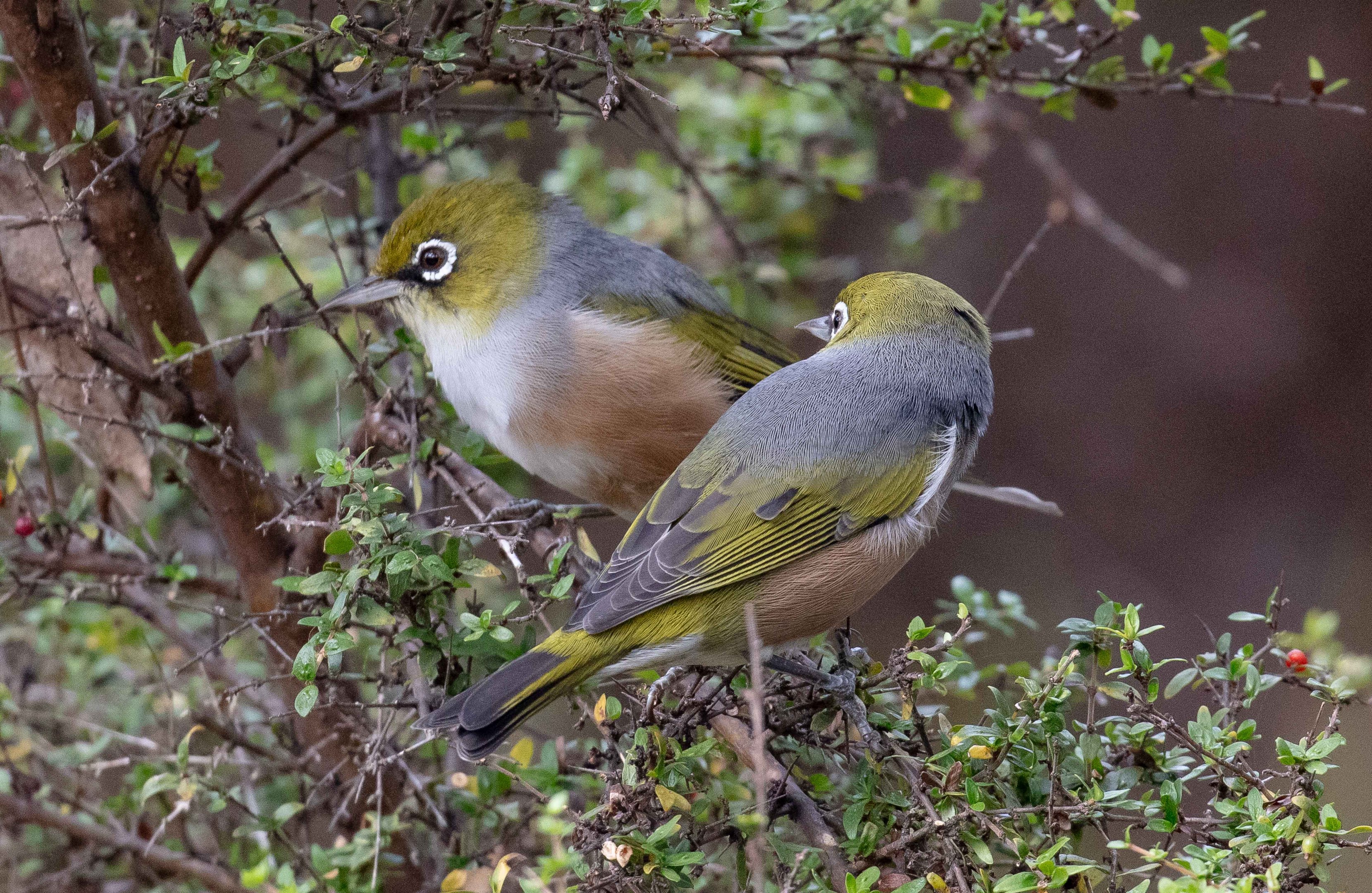 Silvereye