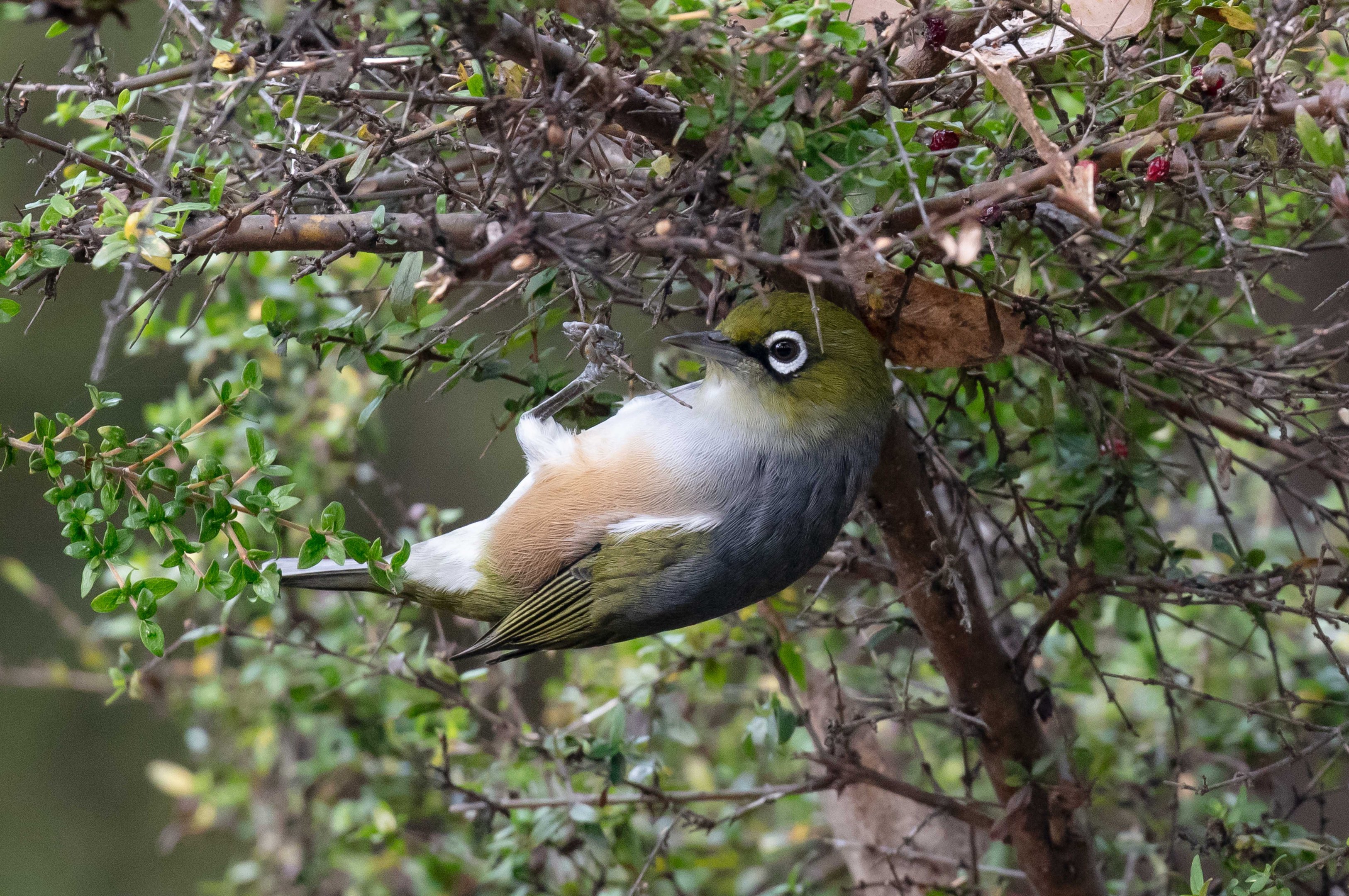 Silvereye